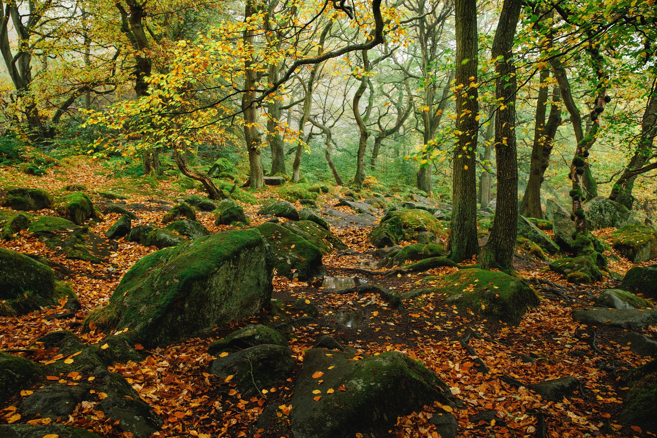 General 2560x1707 forest trees nature plants outdoors fall rocks fallen leaves