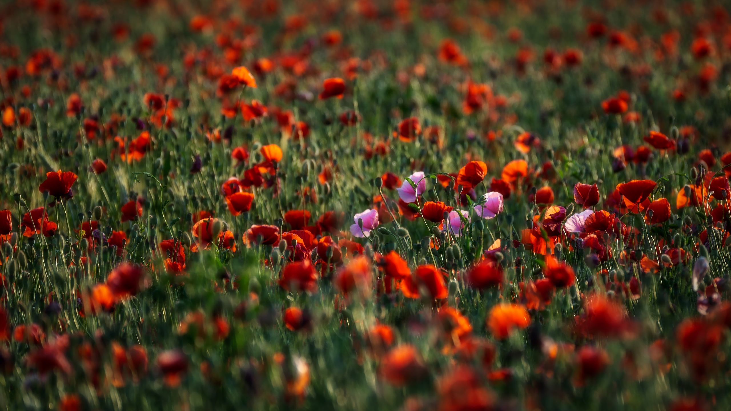 General 2560x1440 colorful plants flowers red flowers outdoors nature poppies closeup