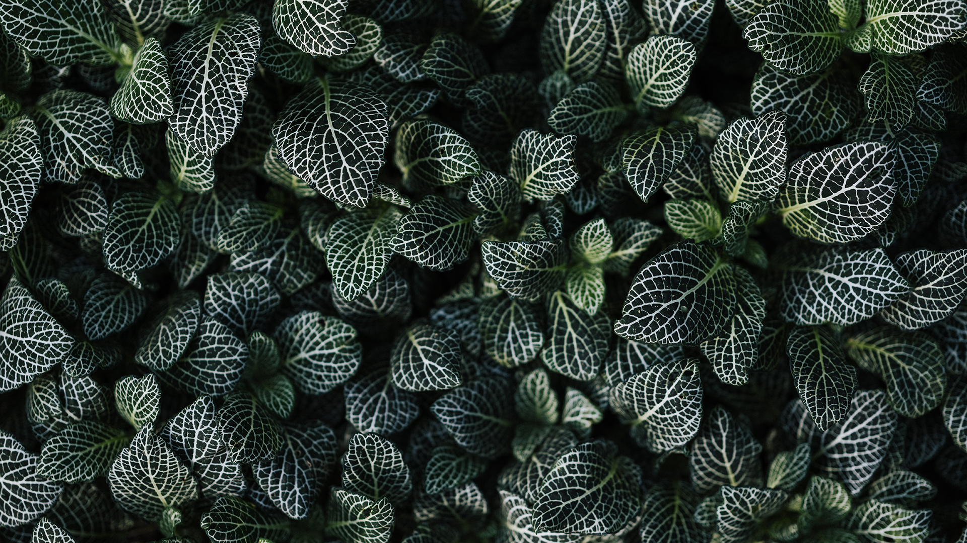 General 1920x1080 photography plants leaves