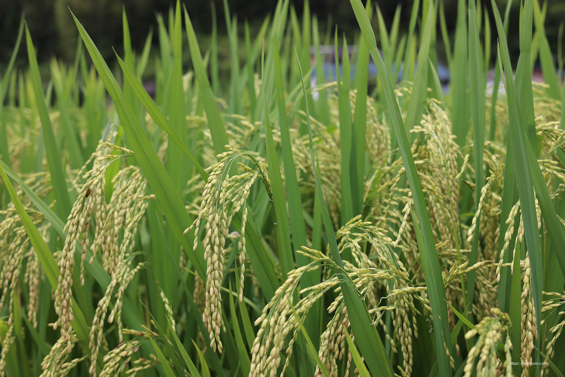 General 1920x1281 rice plants nature closeup watermarked