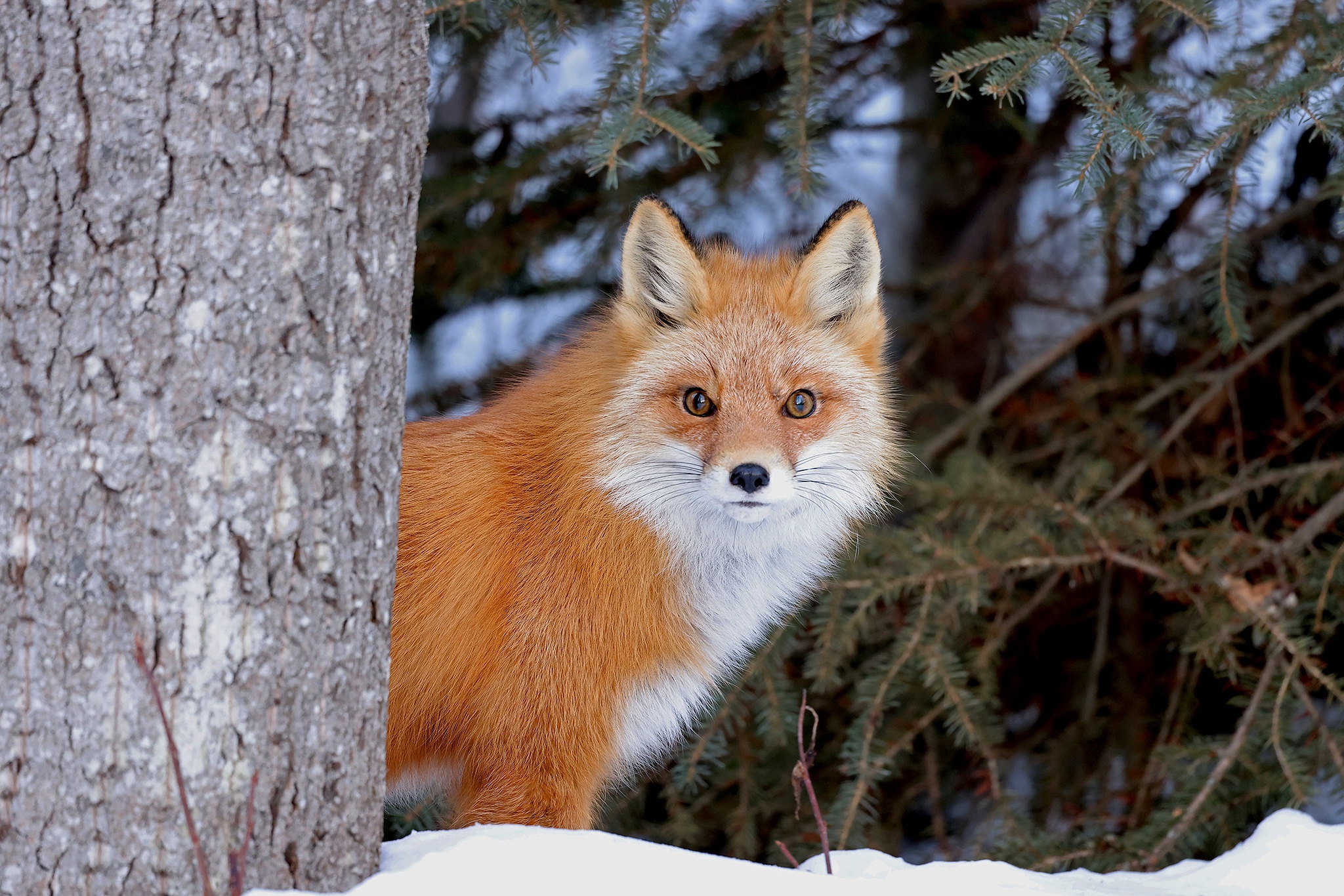 General 2048x1366 outdoors snow fox animals mammals