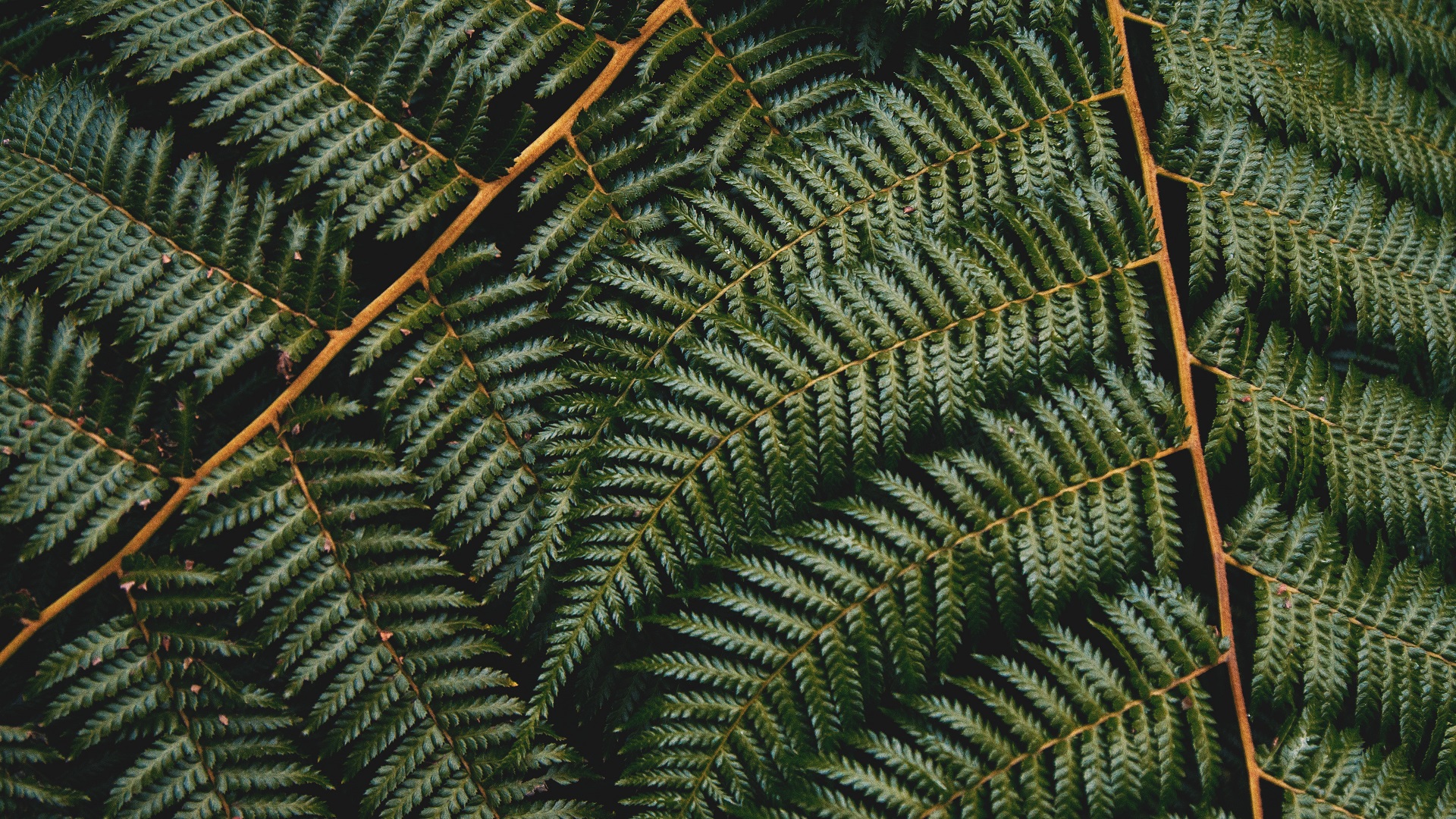 General 1920x1080 nature leaves plants