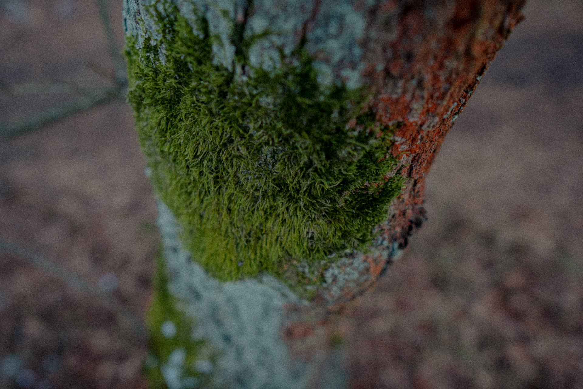 General 1920x1280 forest tree bark moss closeup