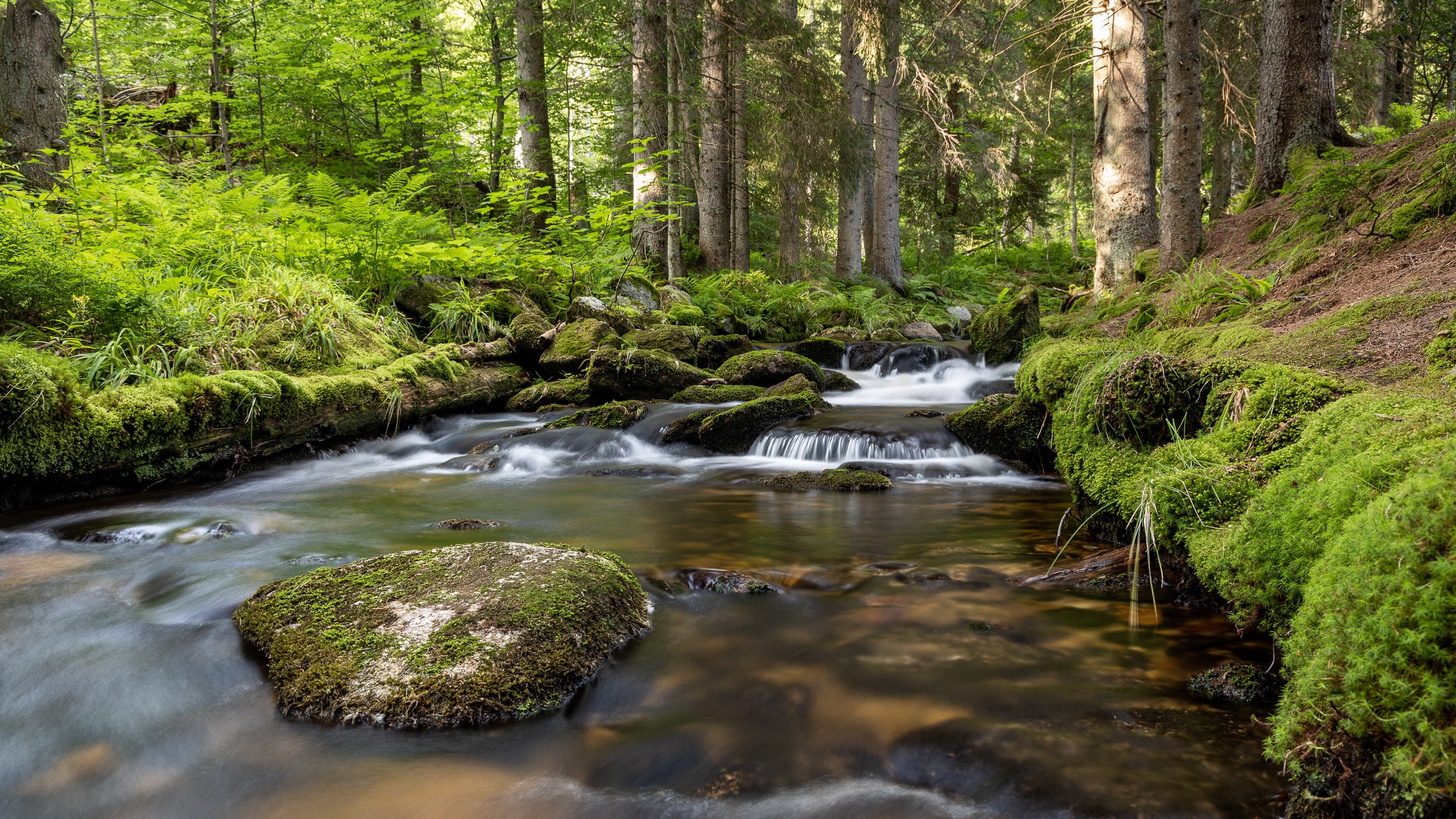 General 2560x1440 nature water creeks plants trees outdoors