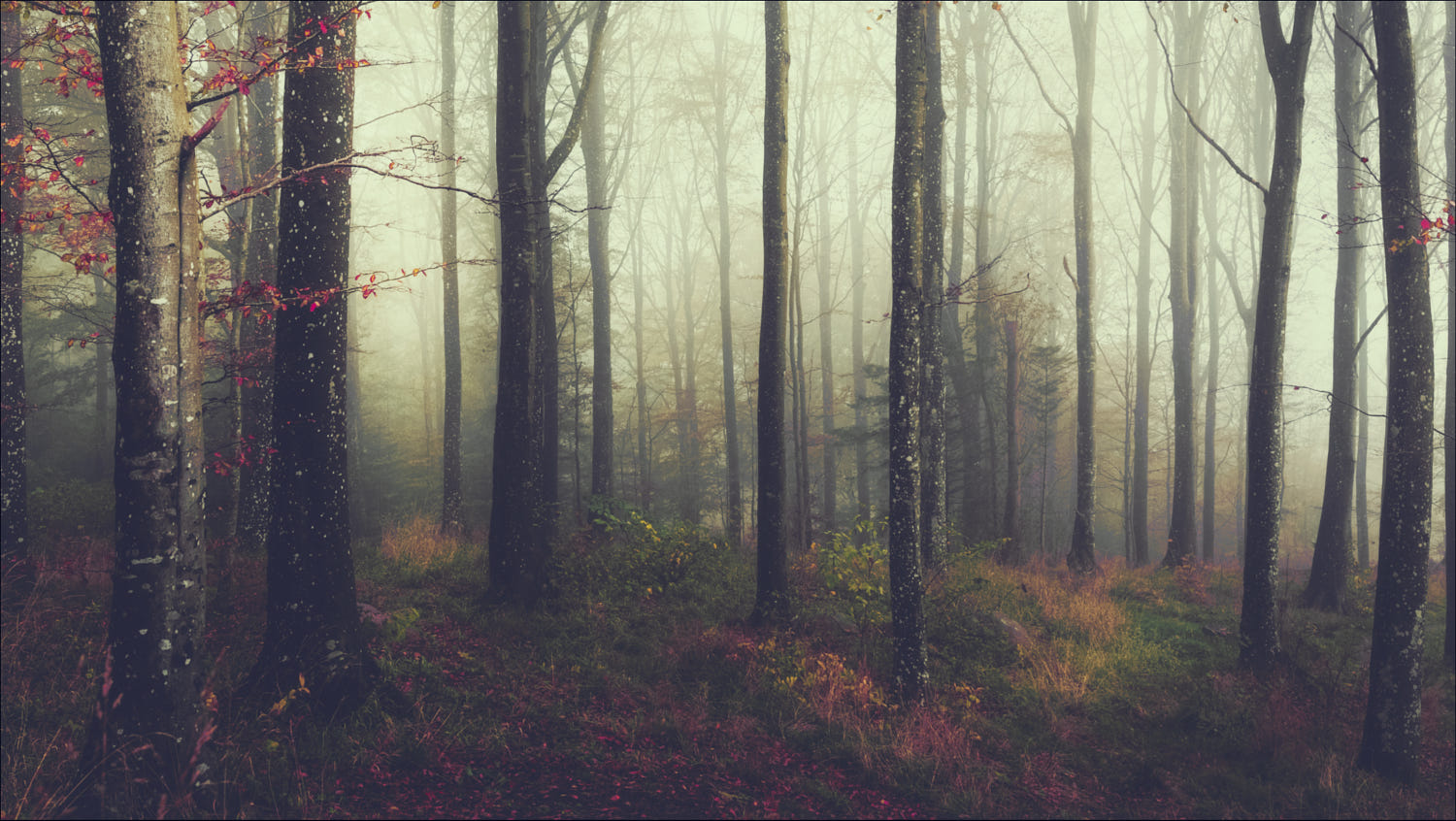 General 1500x846 forest trees fall mist