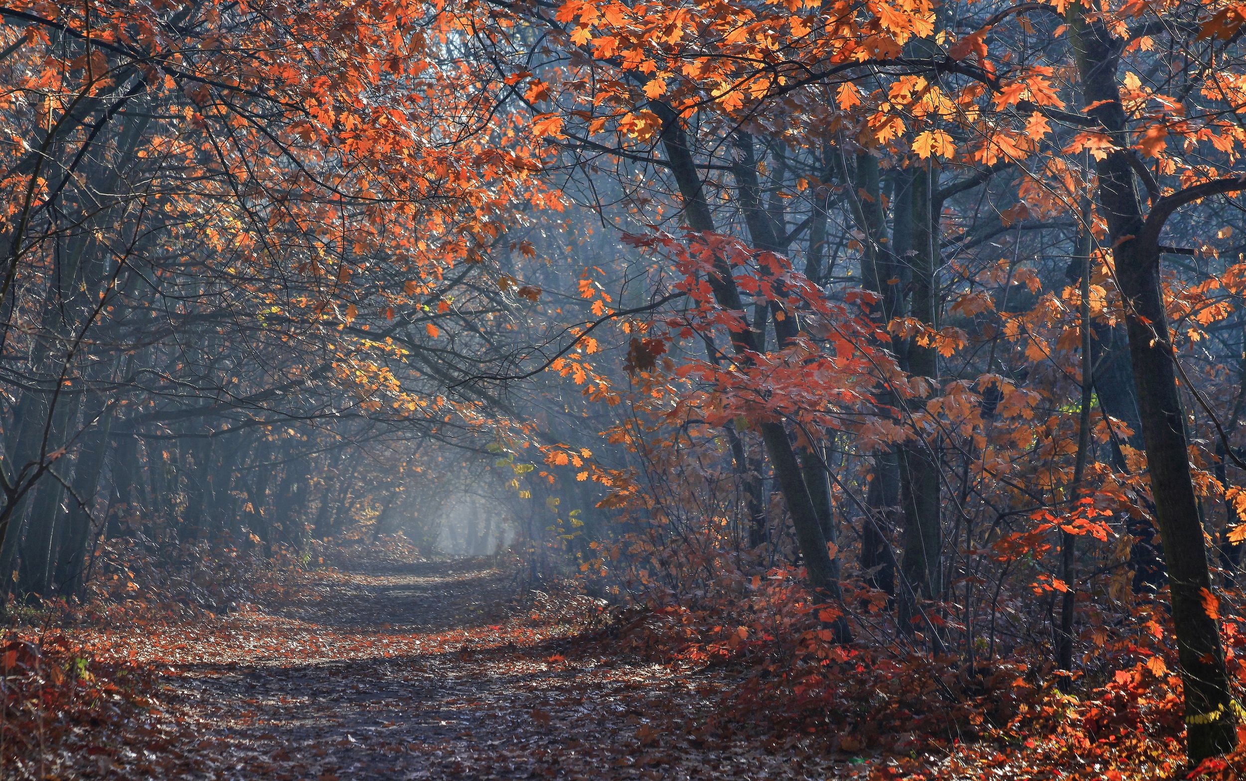 General 2500x1568 fall path nature outdoors photography leaves Milokost Alexey landscape branch mist