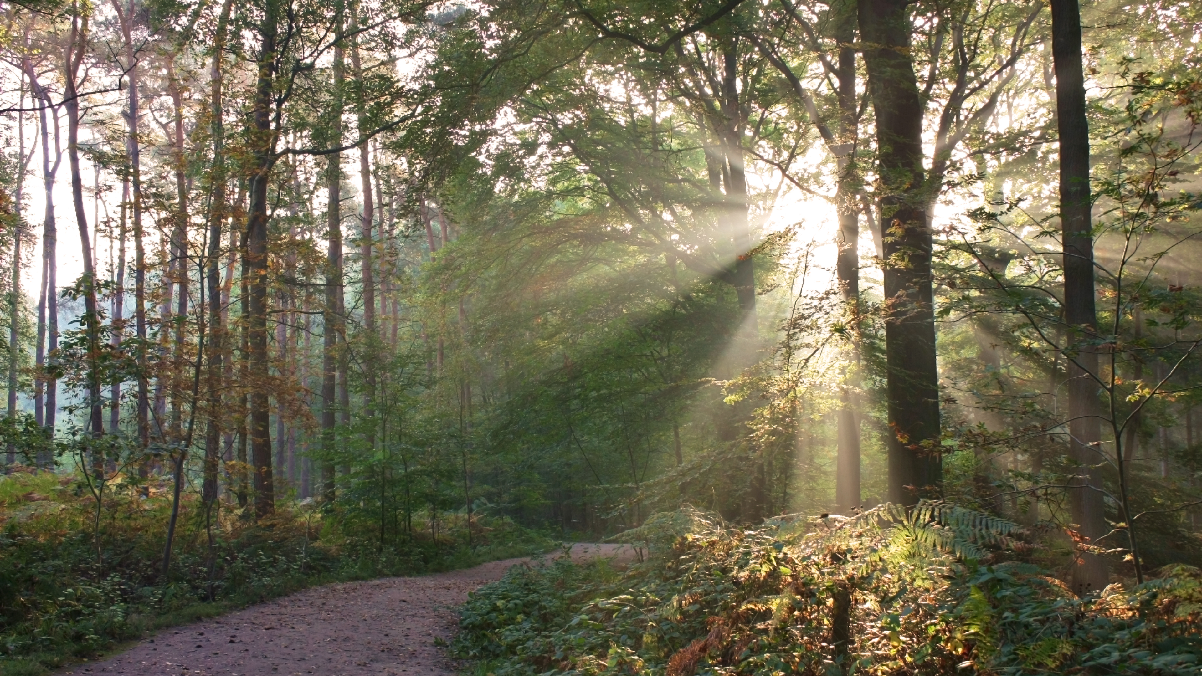 General 3840x2160 sun rays nature forest trees warm sunlight