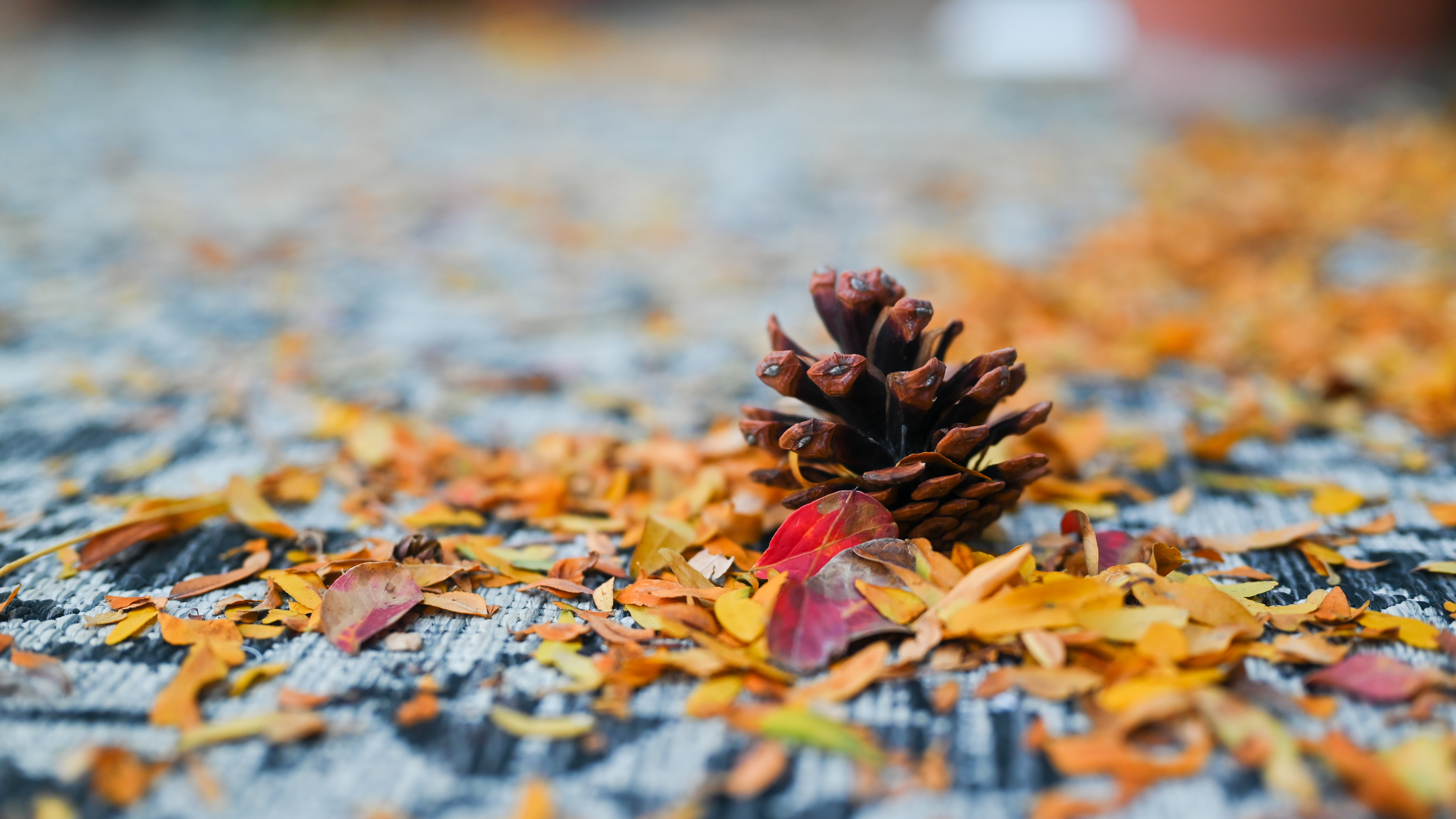 General 6016x3384 fall leaves nature plants yellow leaves red leaves photography fallen leaves depth of field cones