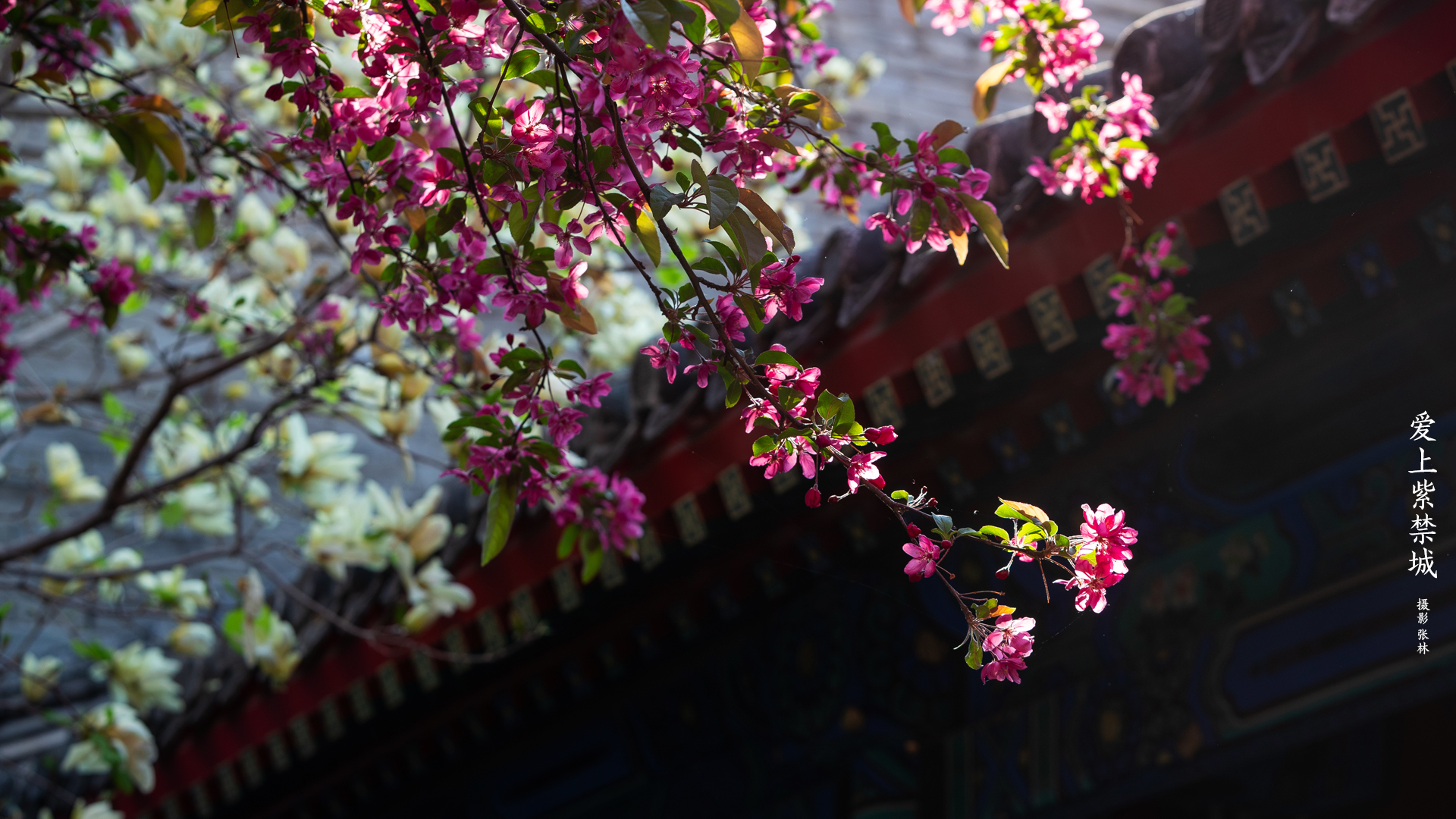 General 1920x1080 flowers Chinese architecture The Imperial Palace Chinese