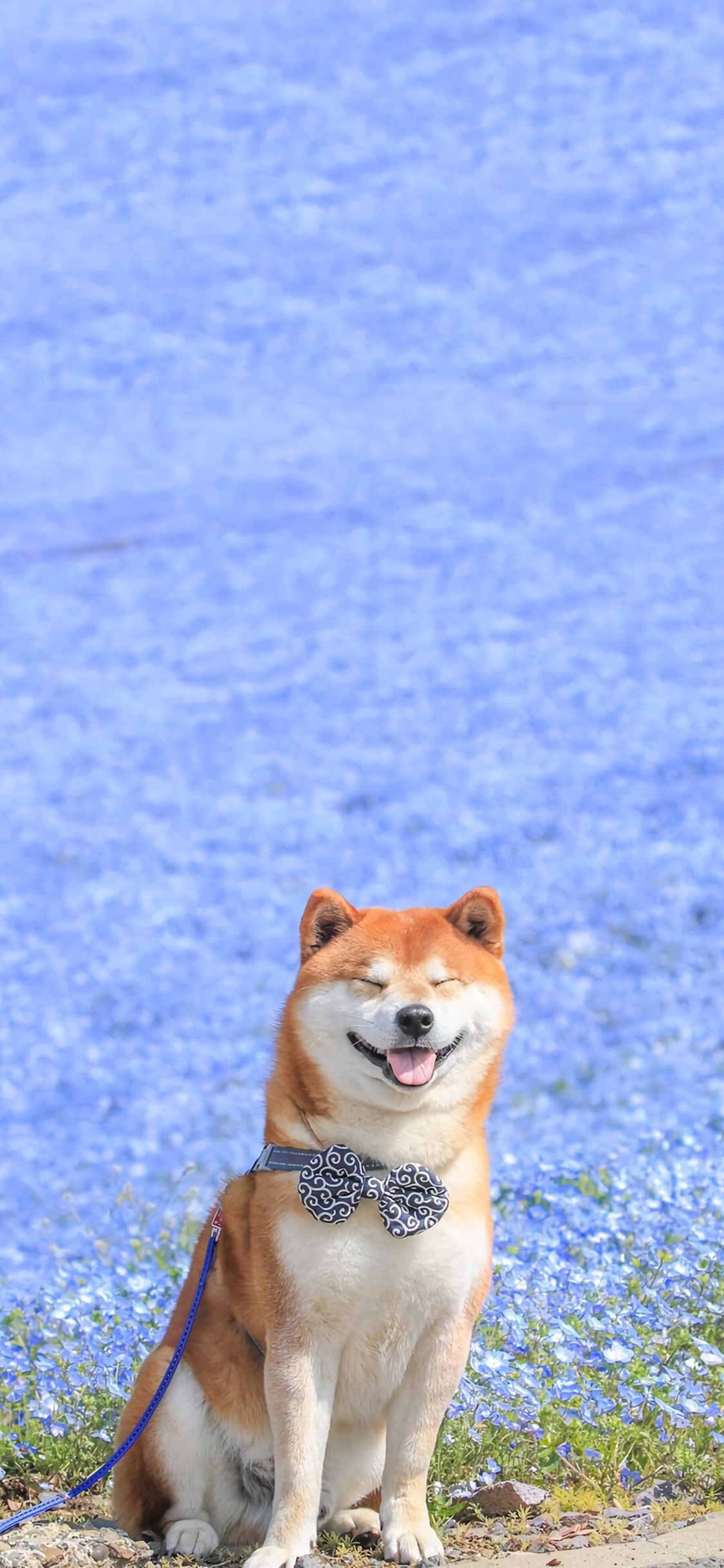 General 1125x2436 dog smiling Shiba Inu bow tie leash flowers