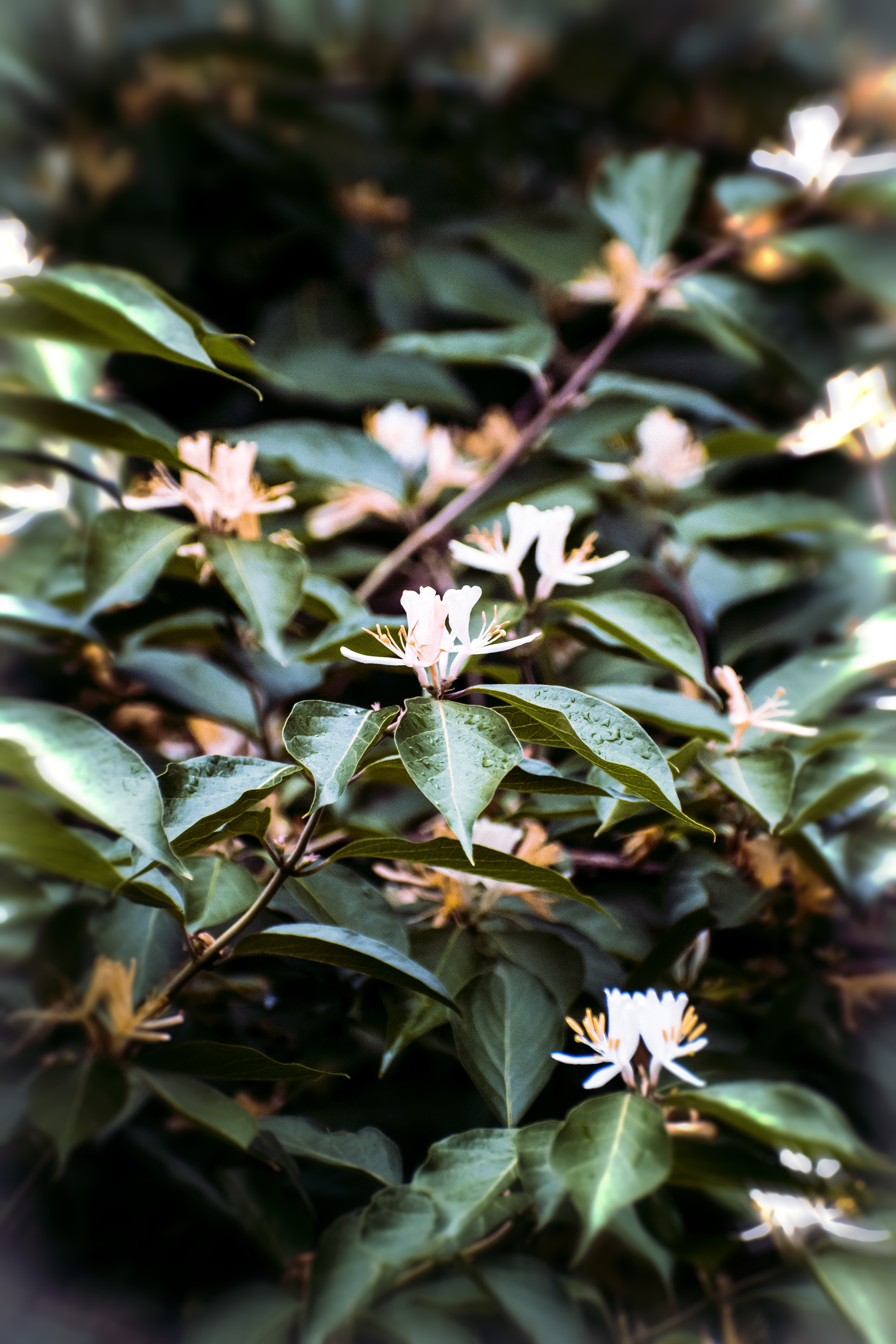 General 2560x3840 morning blossoms green flowers plants May spring rain leaves nature closeup portrait display