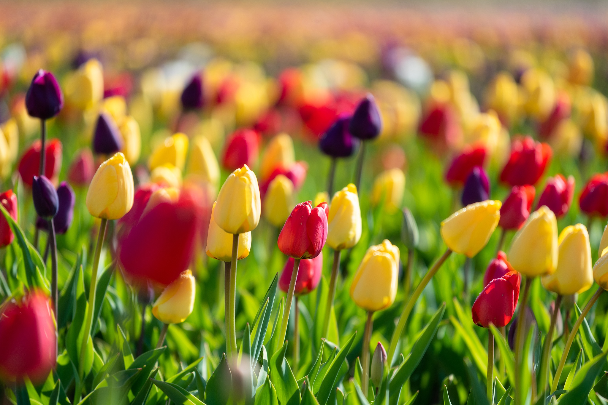 General 2048x1367 colorful spring flowers plants tulips