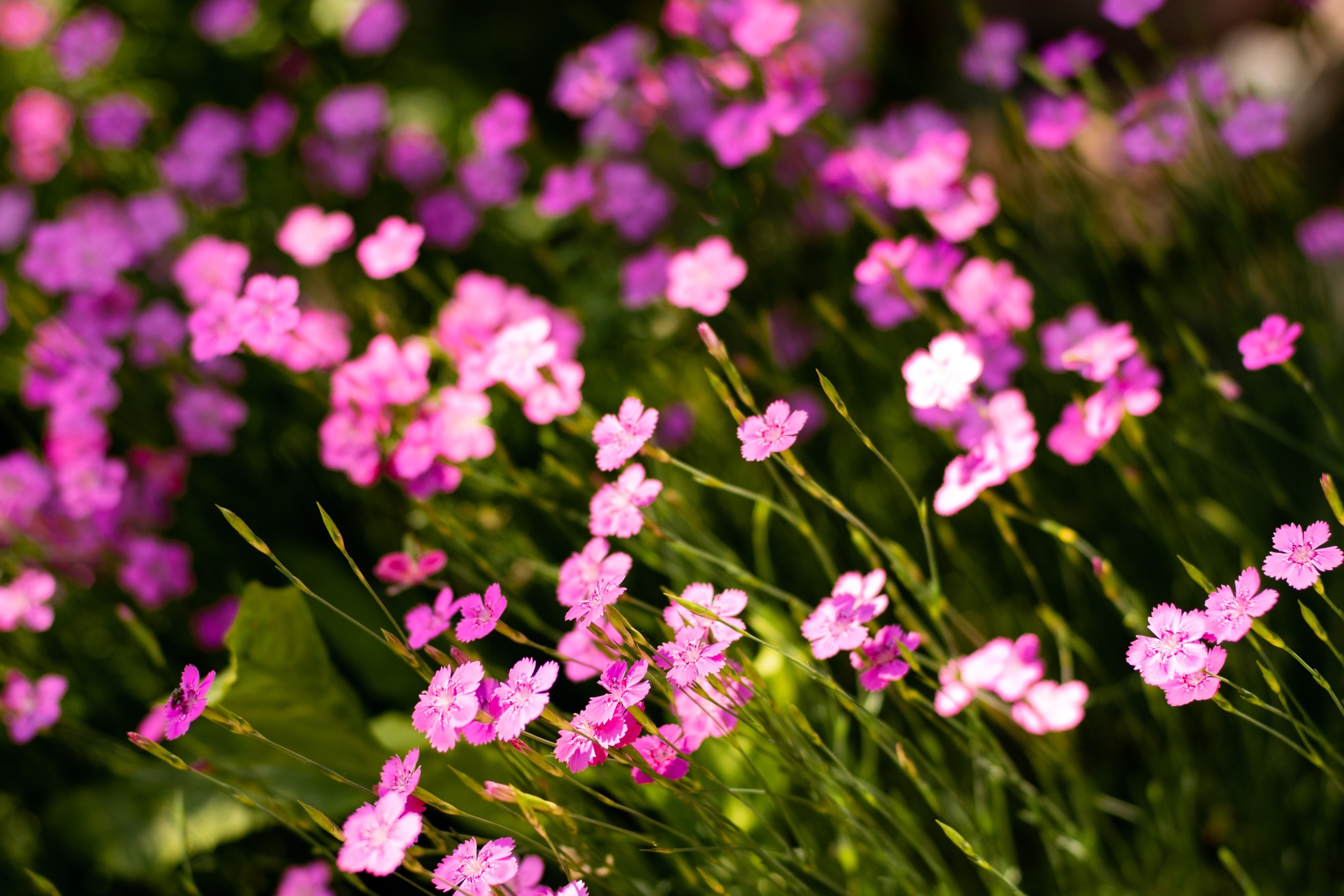 General 2560x1707 flowers nature plants colorful outdoors pink flowers