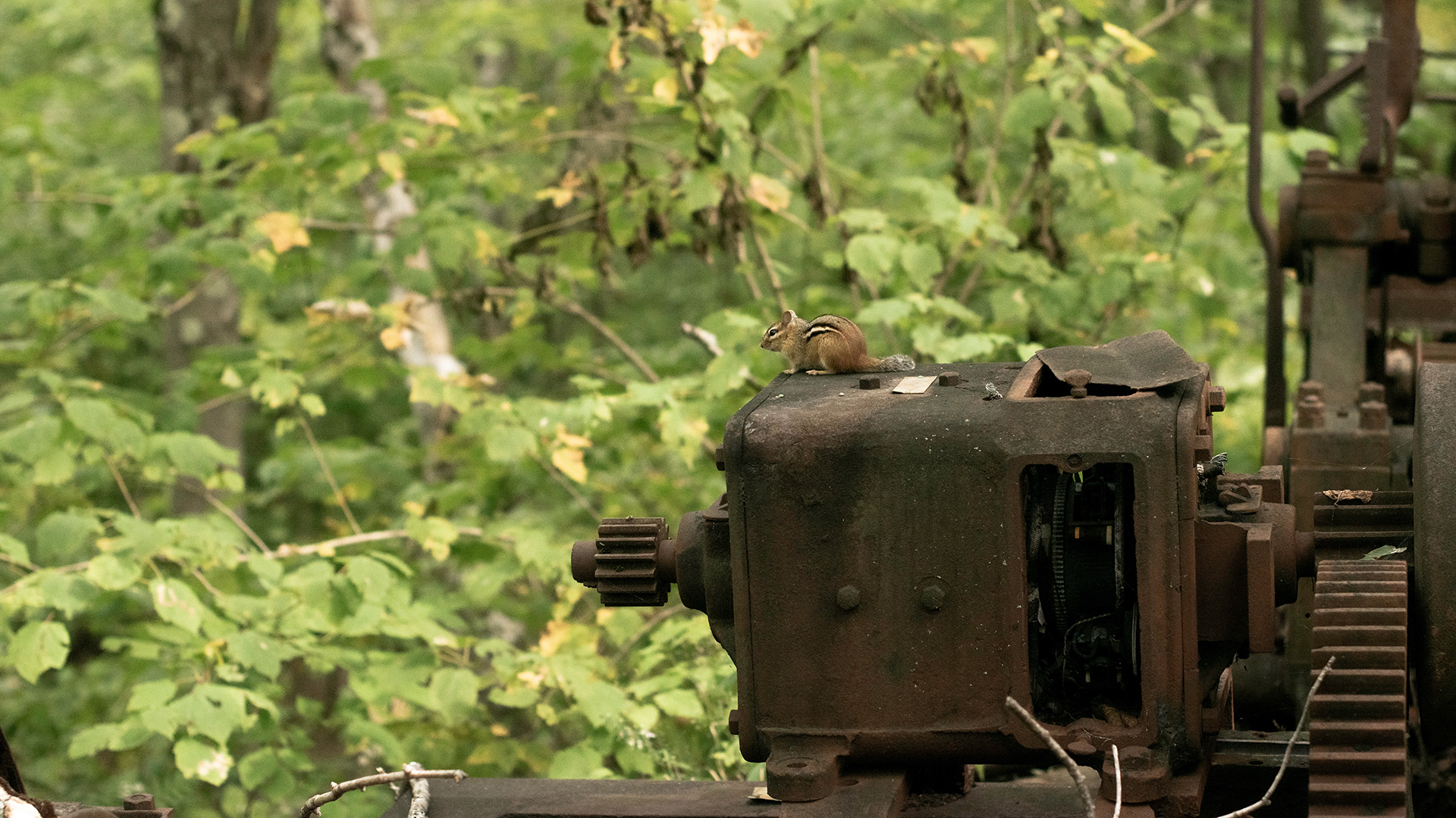 General 1920x1080 chipmunk urban decay forest rust