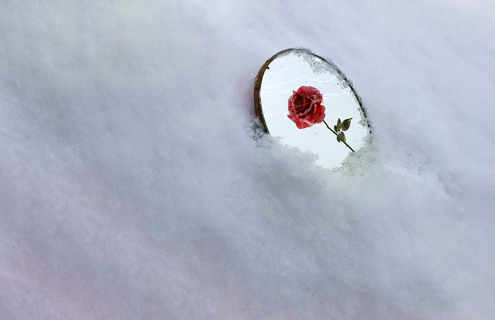 General 1980x1280 snow rose mirror red white photography