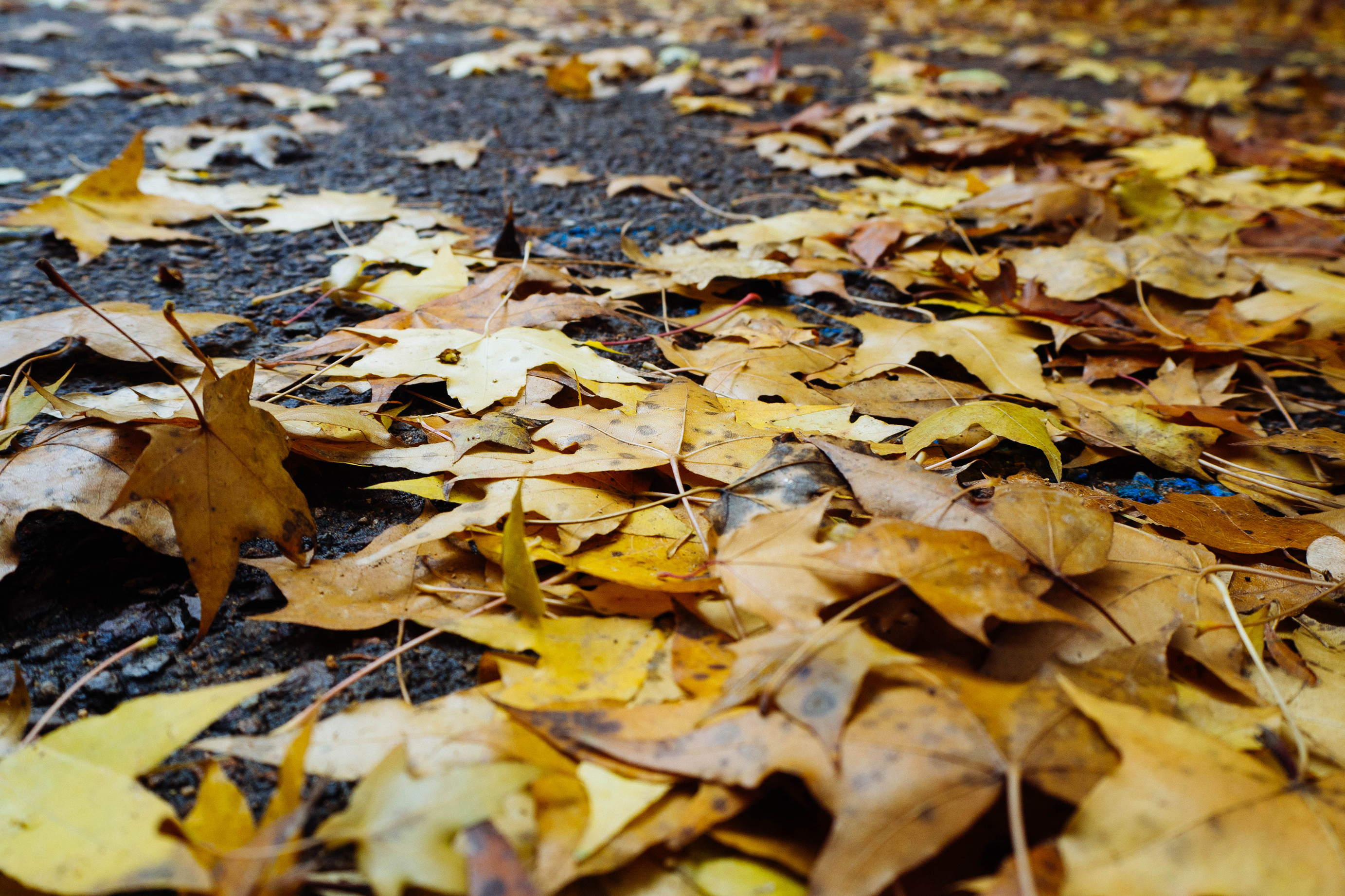General 2765x1843 leaves fall fallen leaves outdoors closeup ground