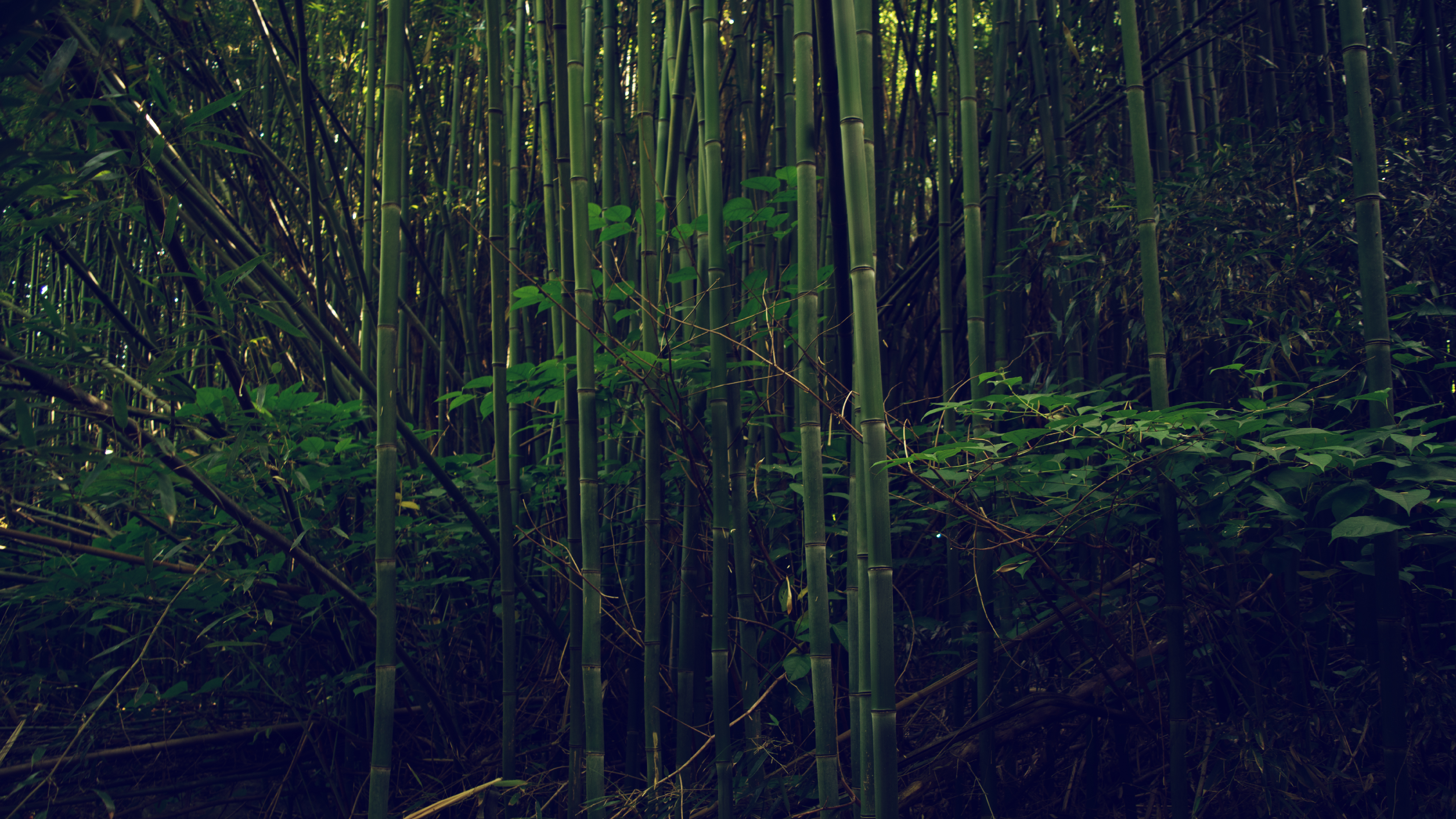 General 3840x2160 nature outdoors bamboo forest