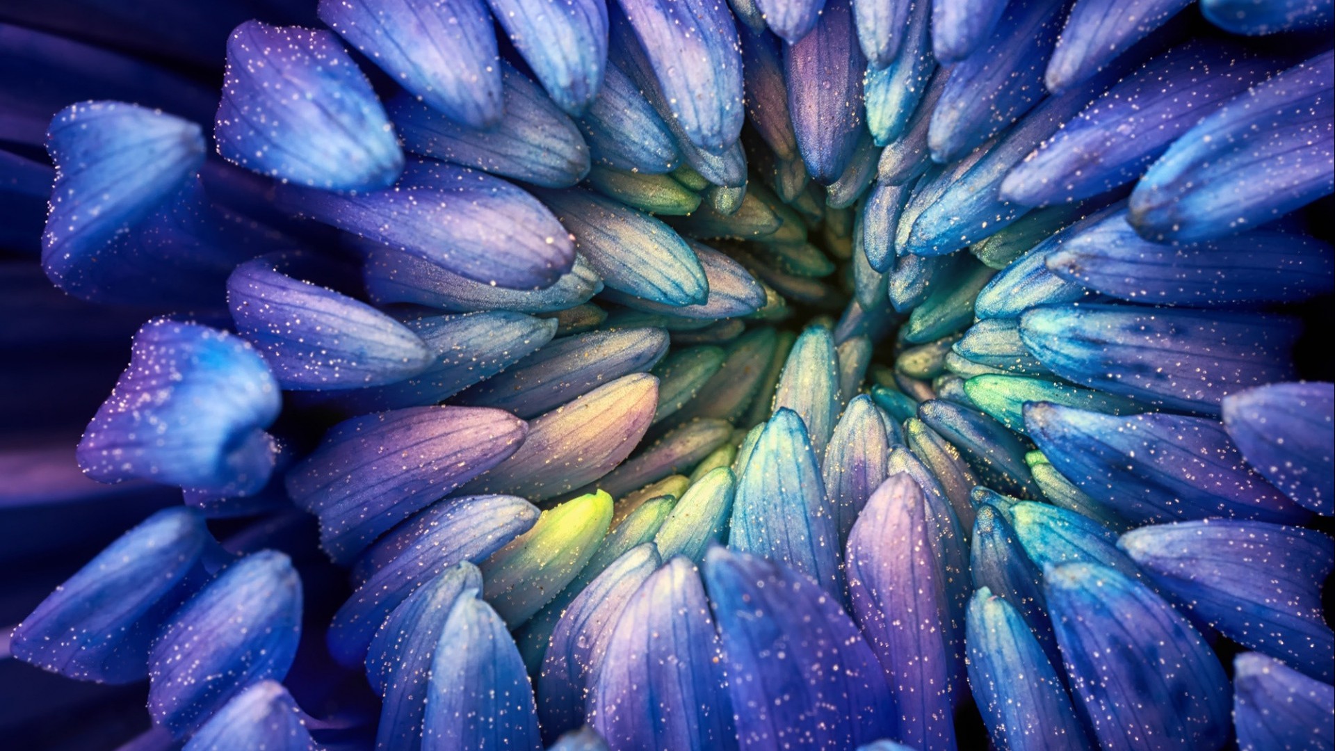 General 1920x1080 abstract colorful photography flowers macro petals pollen blue