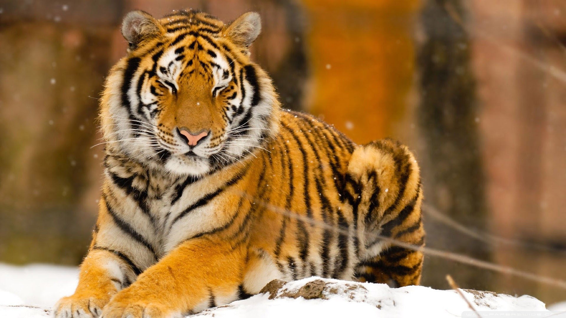 General 1920x1080 animals tiger snow sleeping nature feline big cats mammals outdoors closeup
