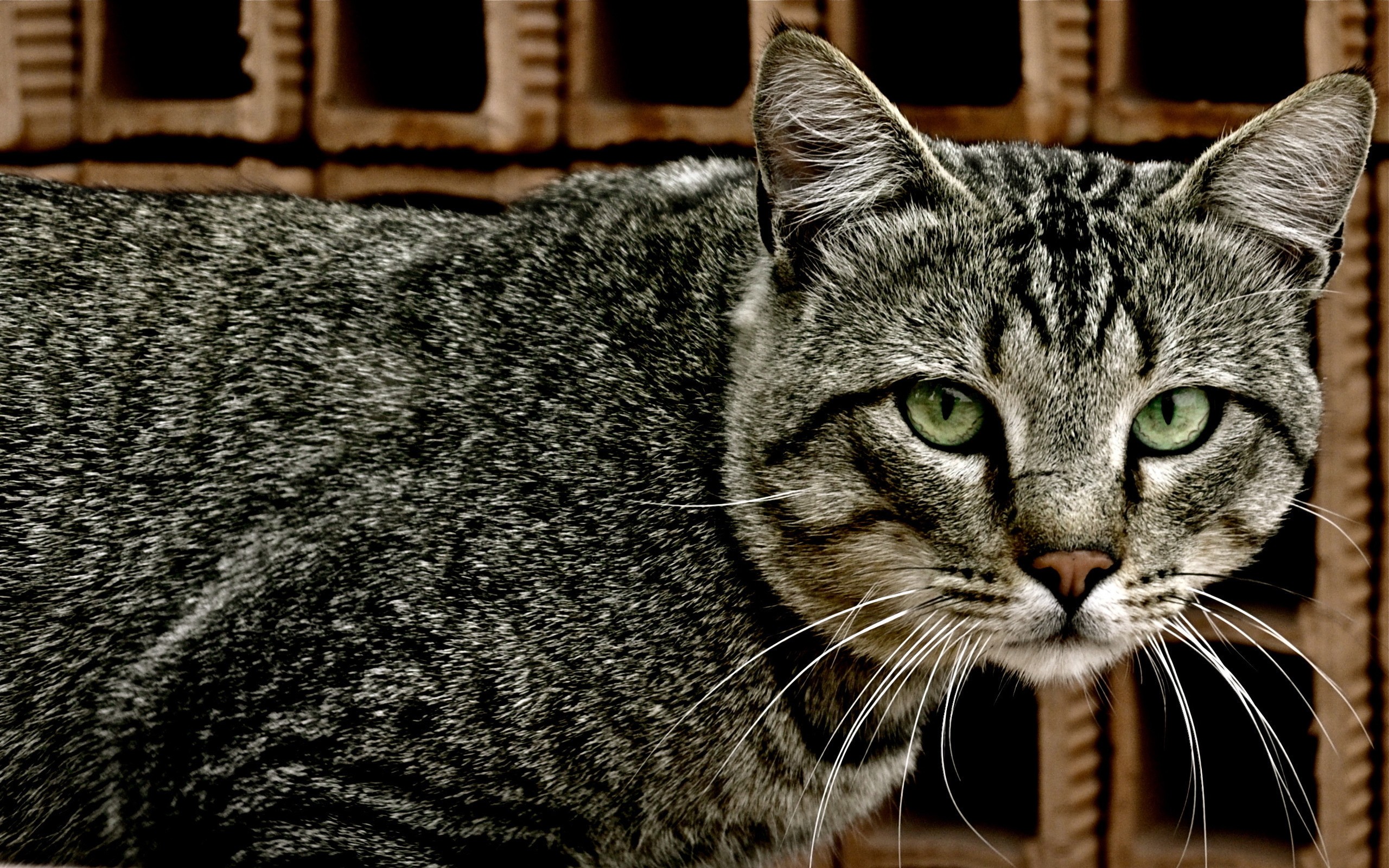 General 2560x1600 cats animals green eyes