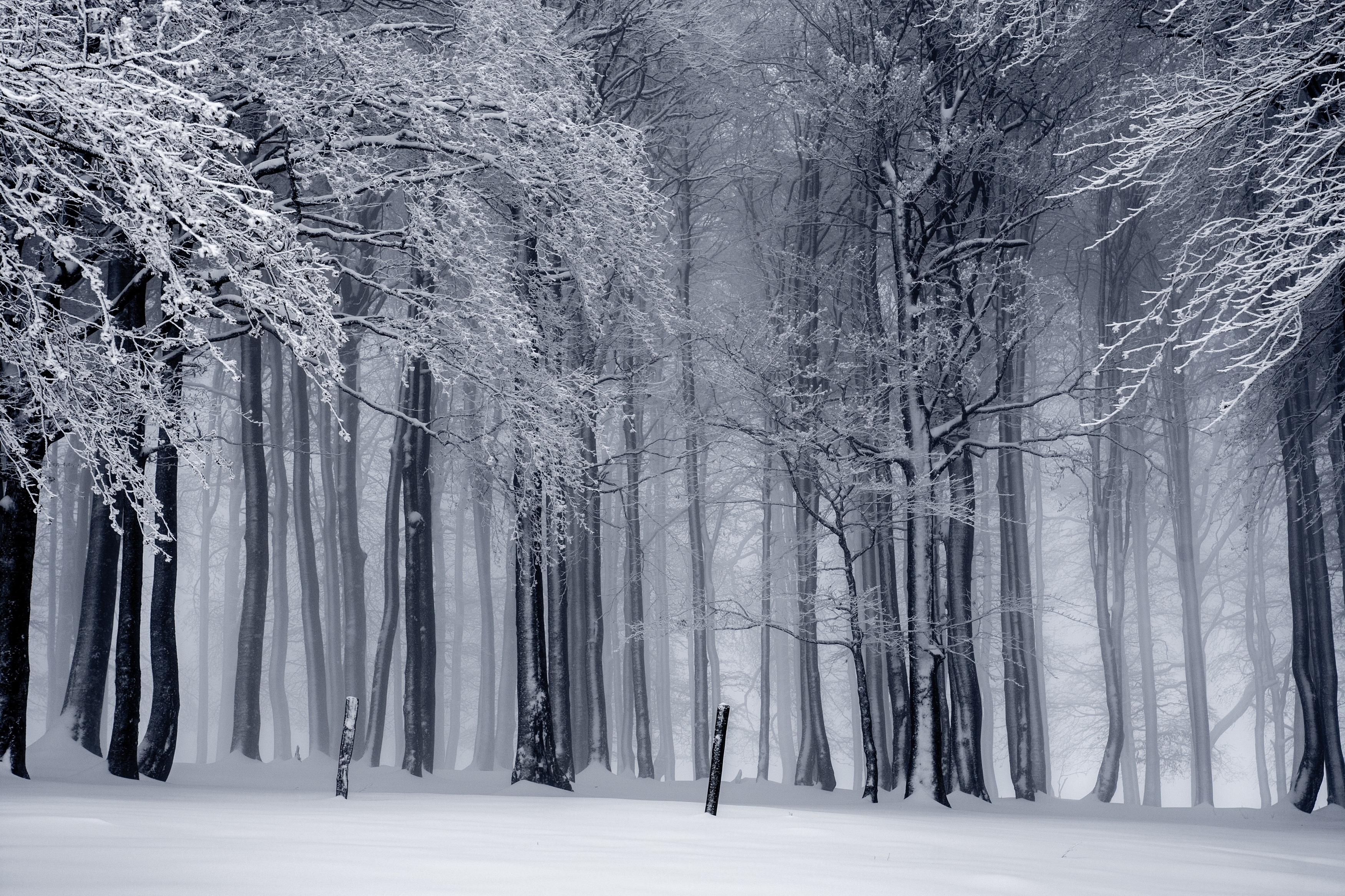 General 3500x2333 trees snow mist monochrome winter