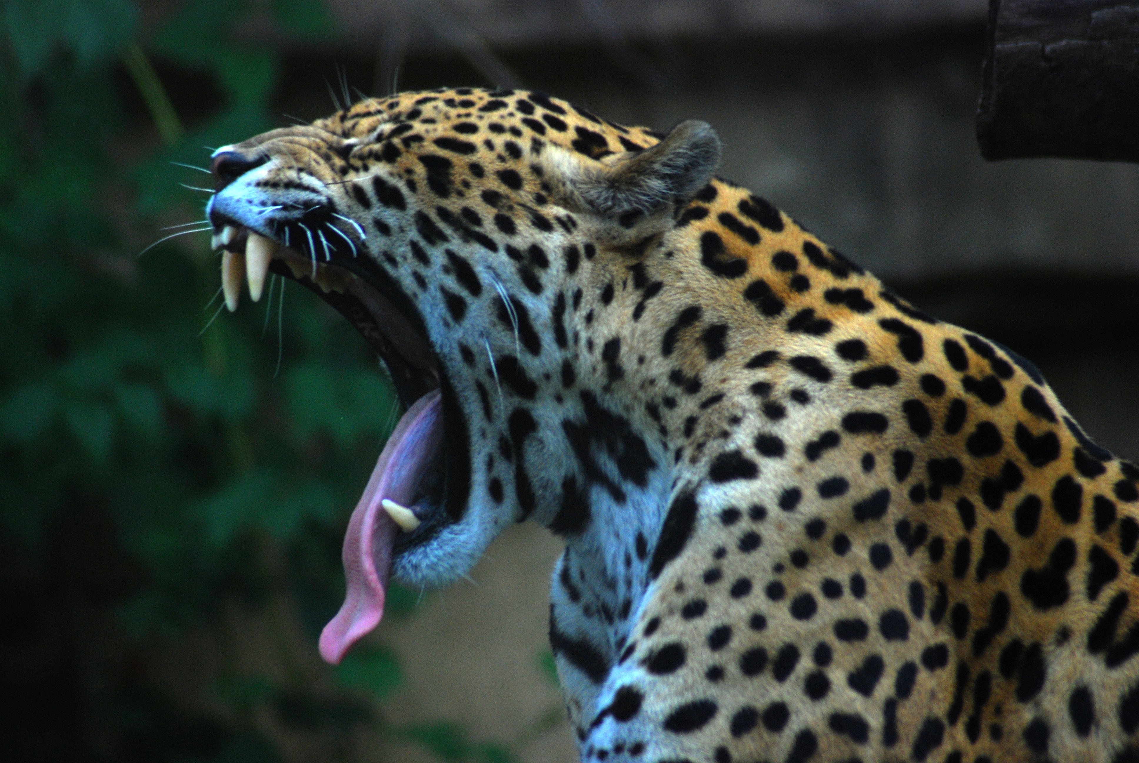 General 3872x2592 animals nature yawning closeup