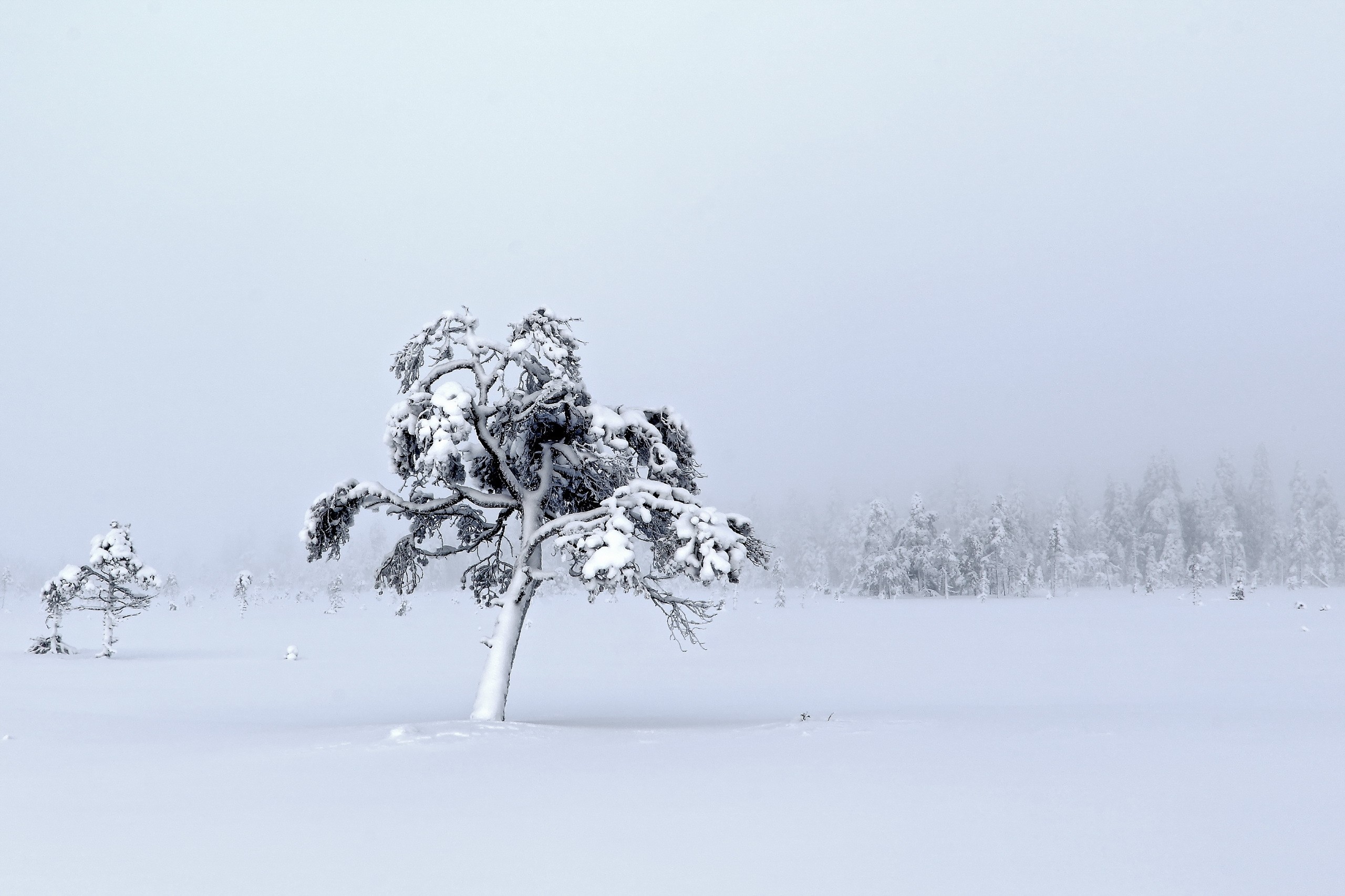 General 2560x1707 nature winter cold trees landscape
