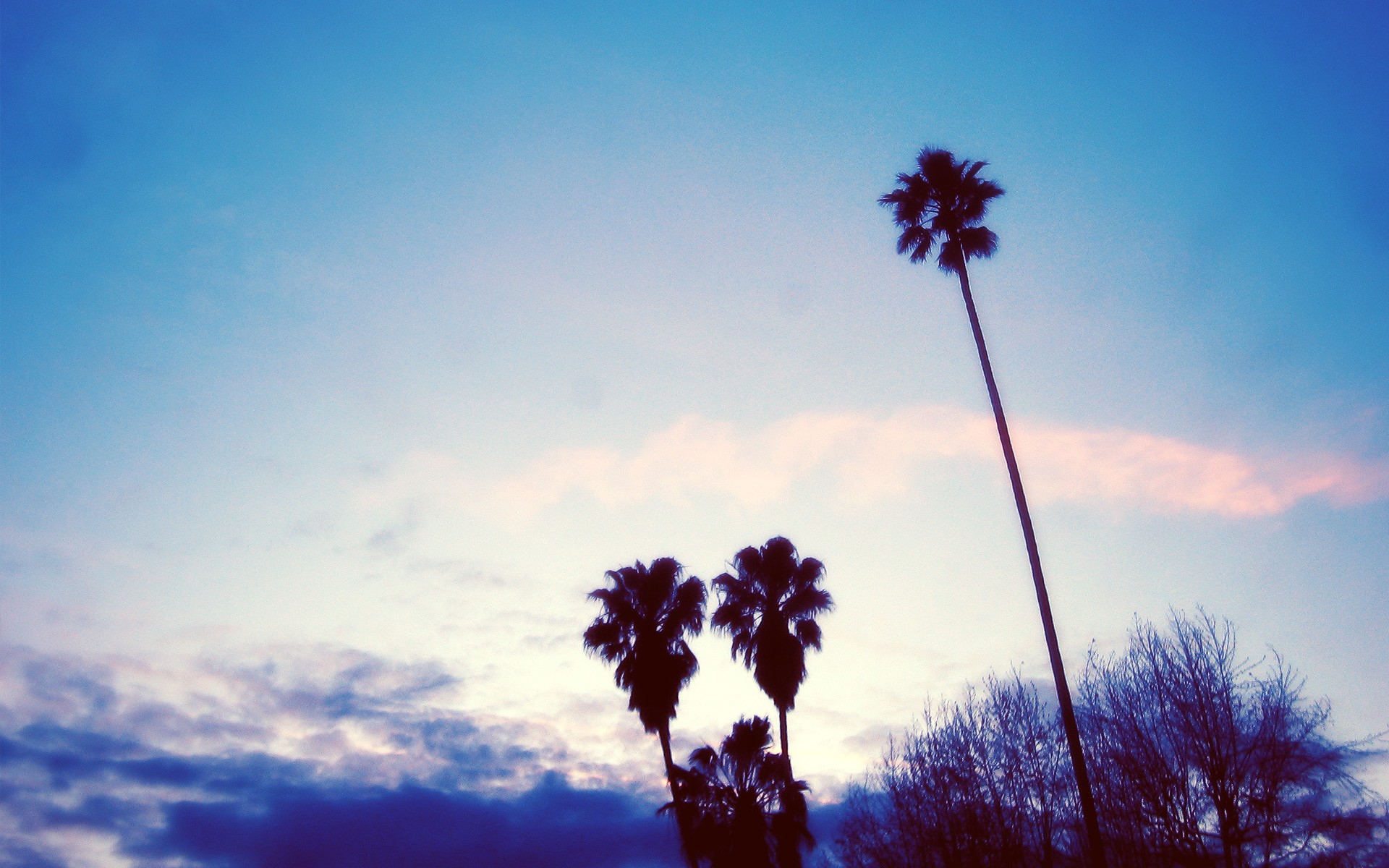 General 1920x1200 palm trees sky dark blue cyan dusk