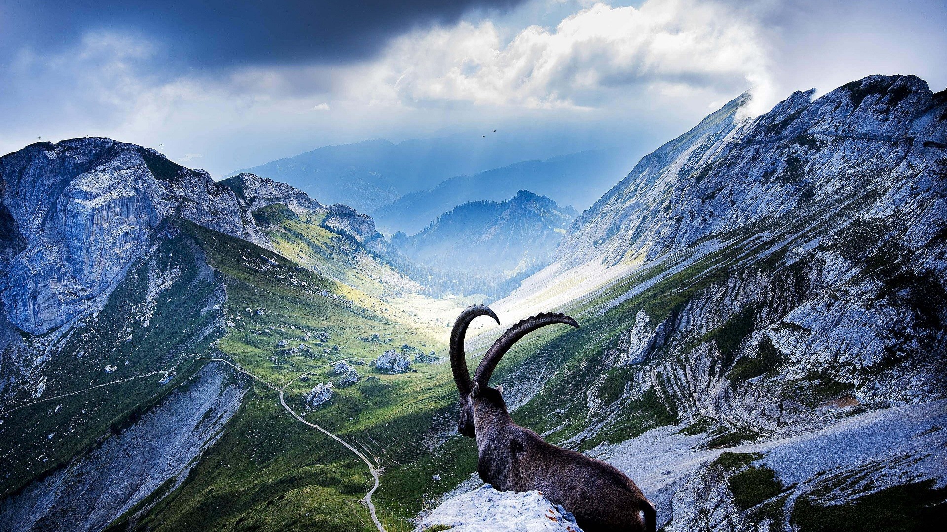 General 1920x1080 nature landscape mountains goats Switzerland horns animals panorama mammals