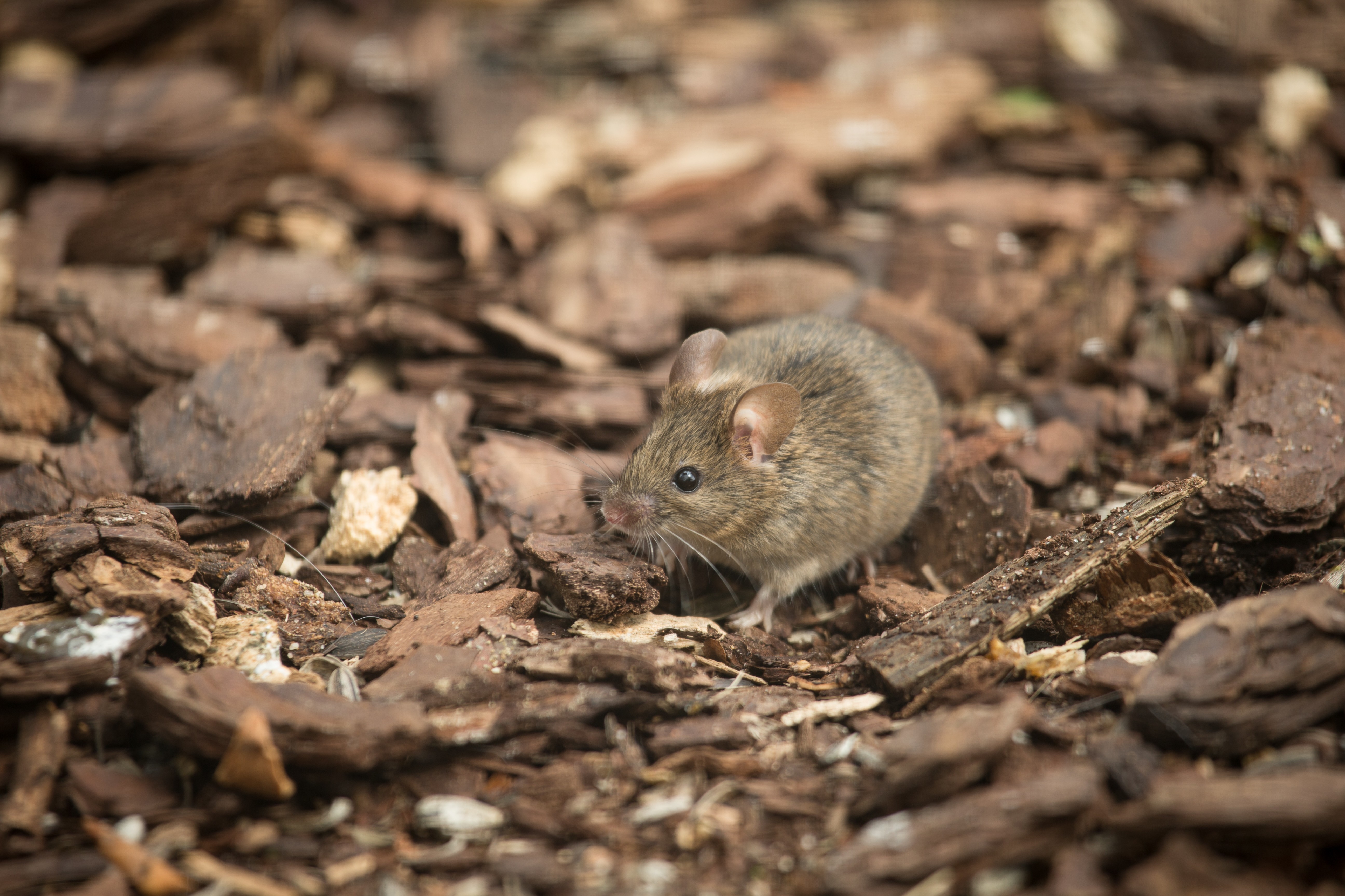 General 5184x3456 mice animals mammals nature closeup outdoors on the ground