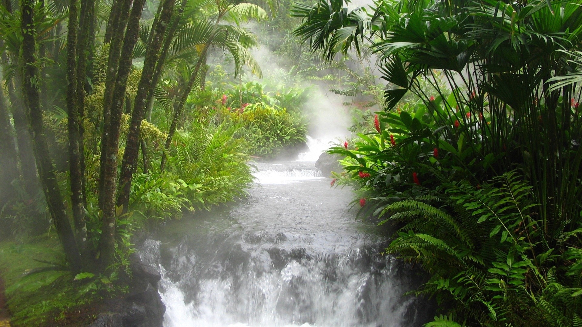 General 1920x1080 tropical tropical forest waterfall plants creeks flowers trees water