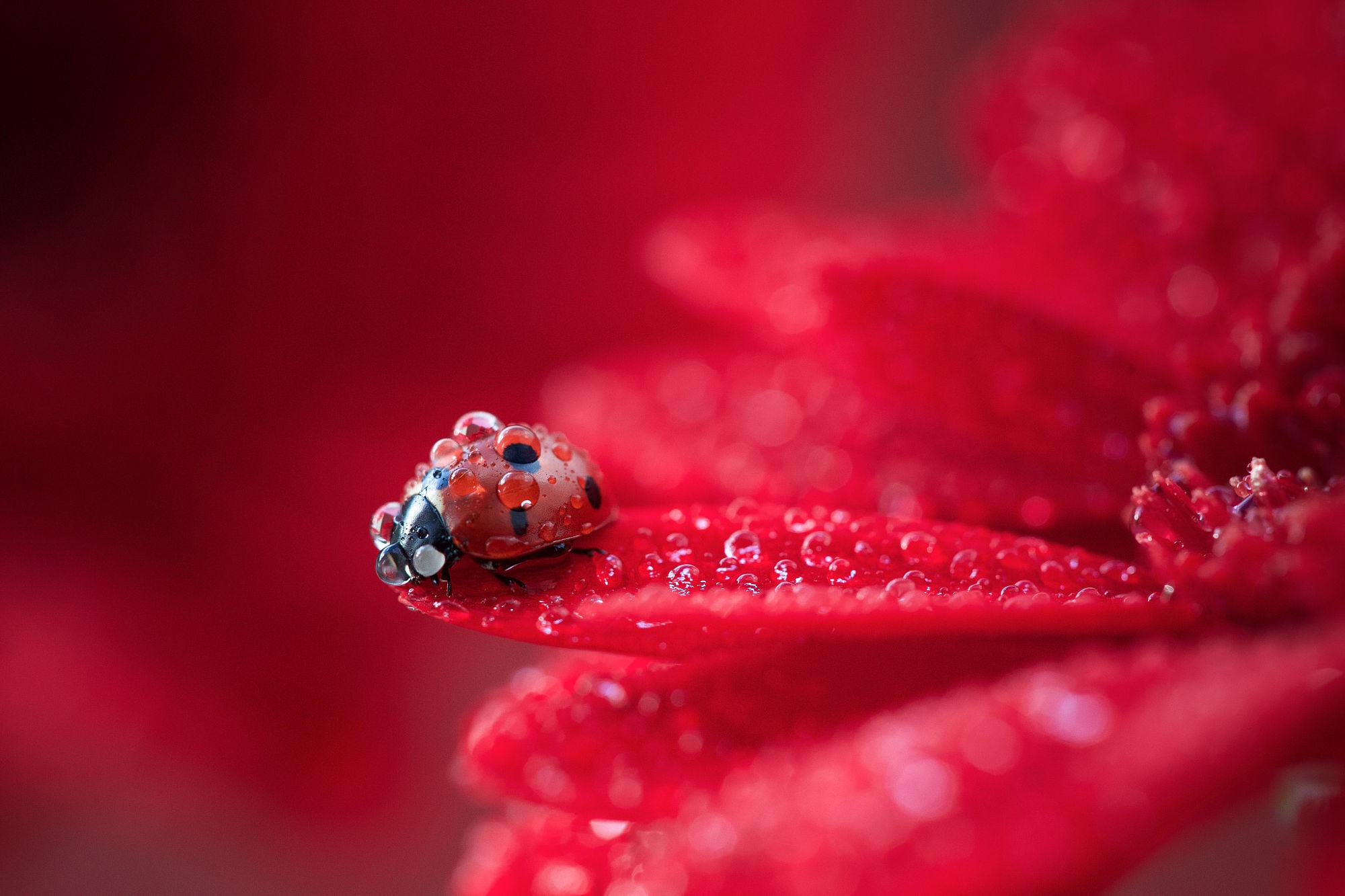 General 2000x1333 ladybugs macro animals insect water drops nature red vibrant red background