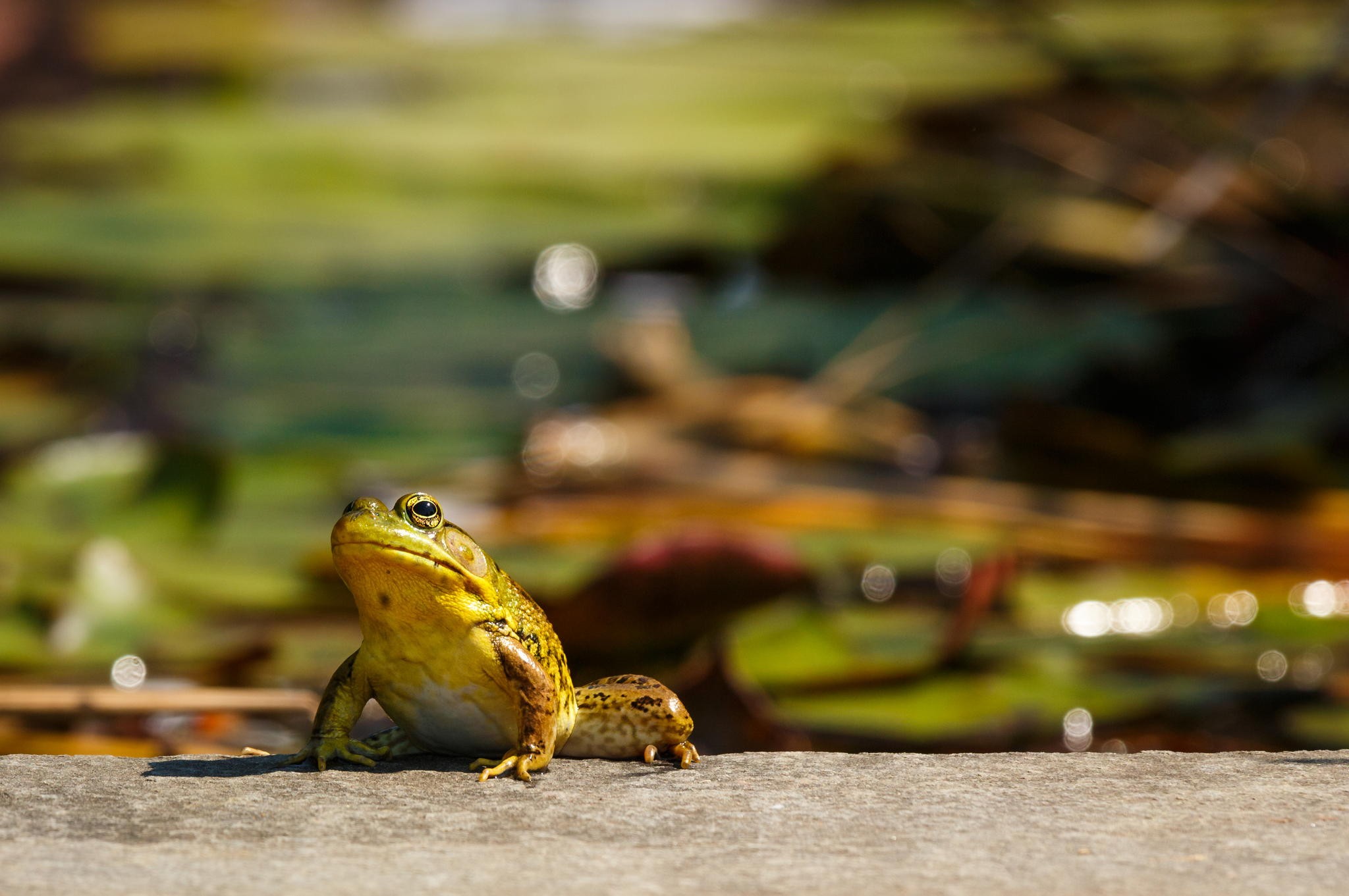 General 2048x1361 photography frog bokeh rocks plants macro amphibian nature animals