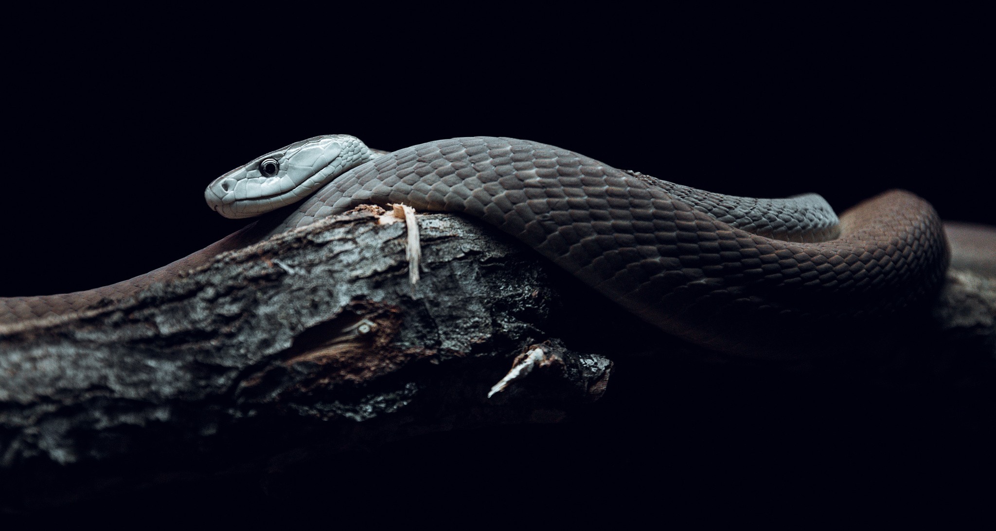 General 2048x1093 nature snake reptiles wildlife photography branch mamba animals black background simple background