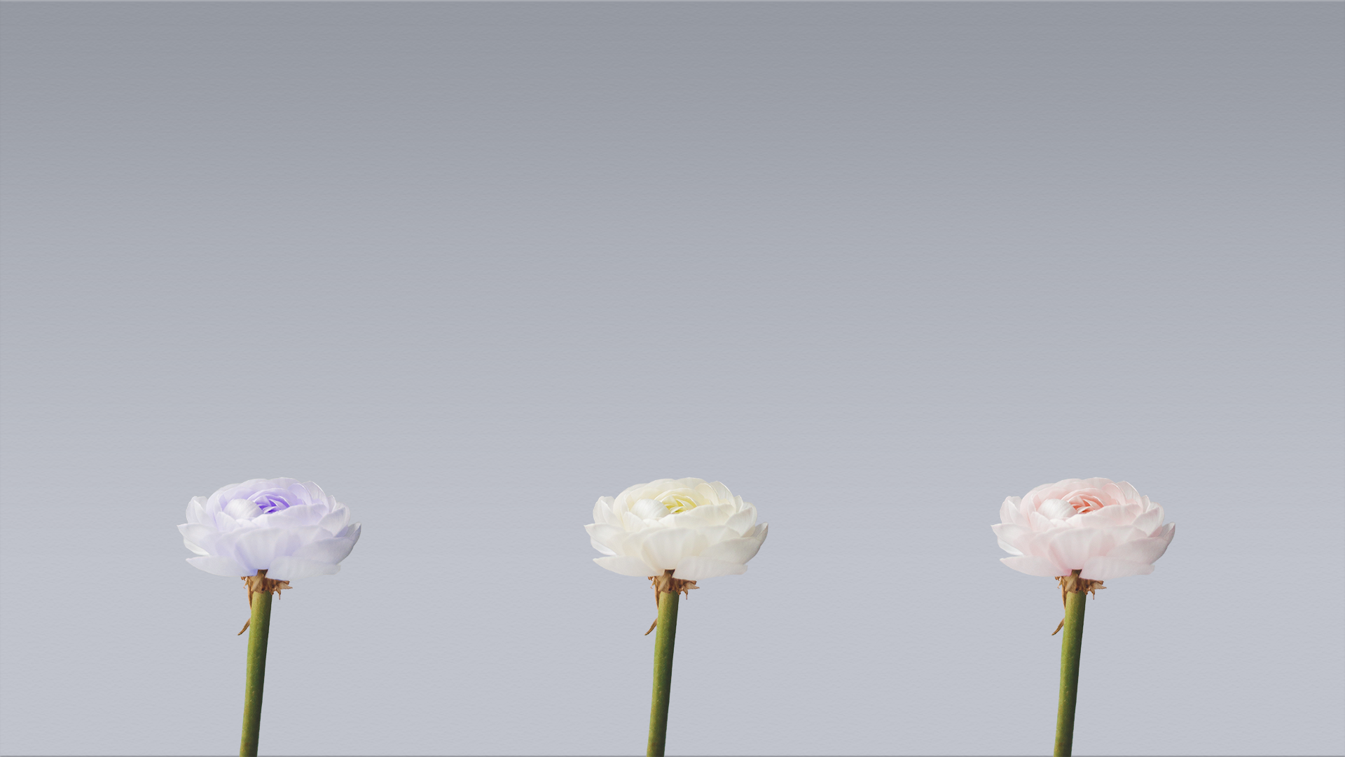 General 1920x1080 flowers photo manipulation simple background