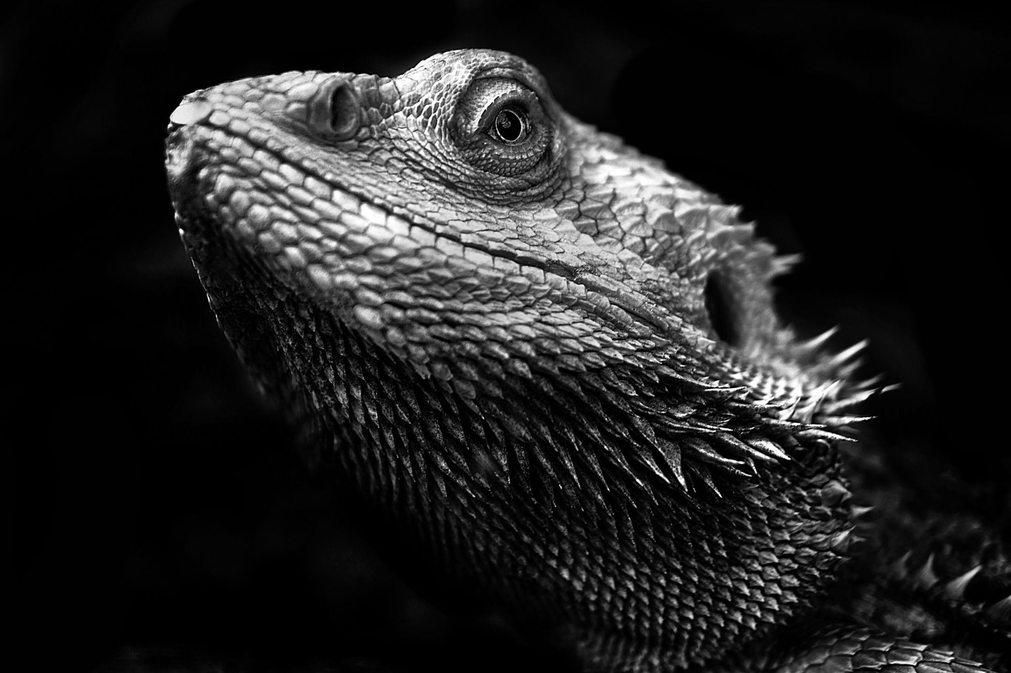General 2000x1333 monochrome chameleons dark
