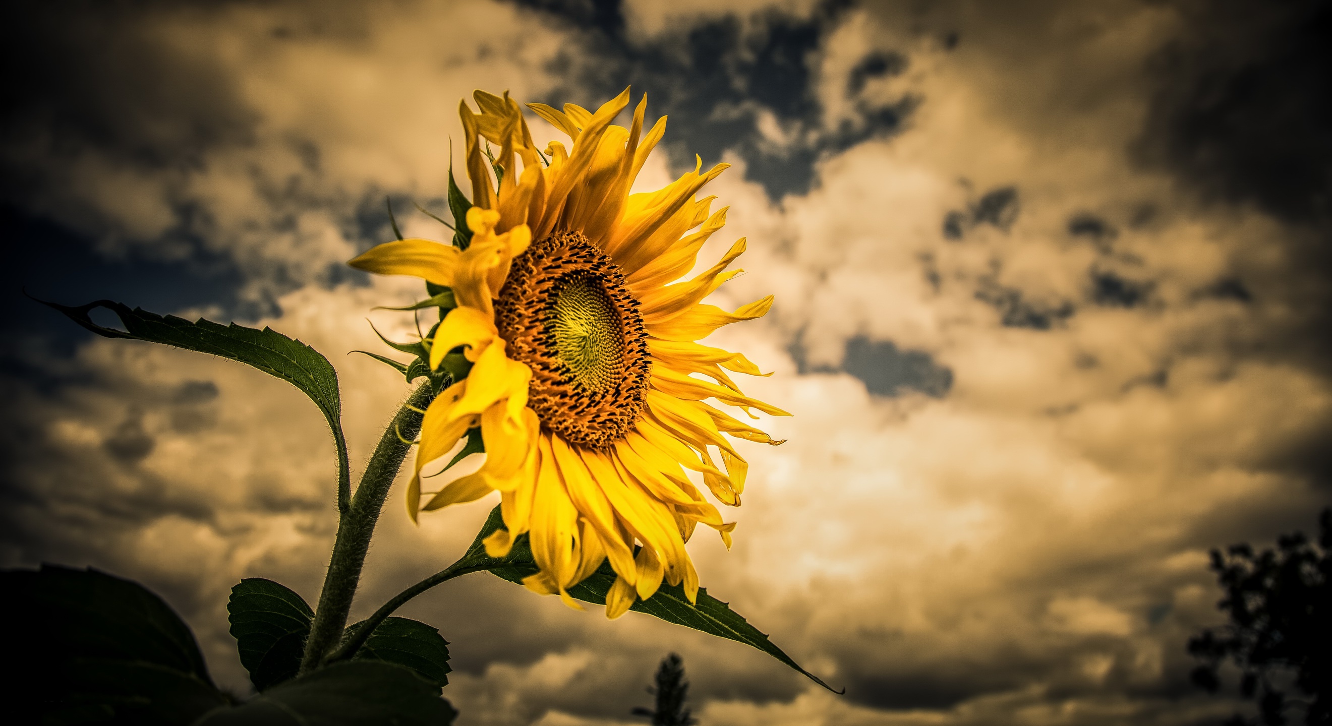 General 2641x1440 yellow flowers plants sunflowers flowers sky clouds nature closeup