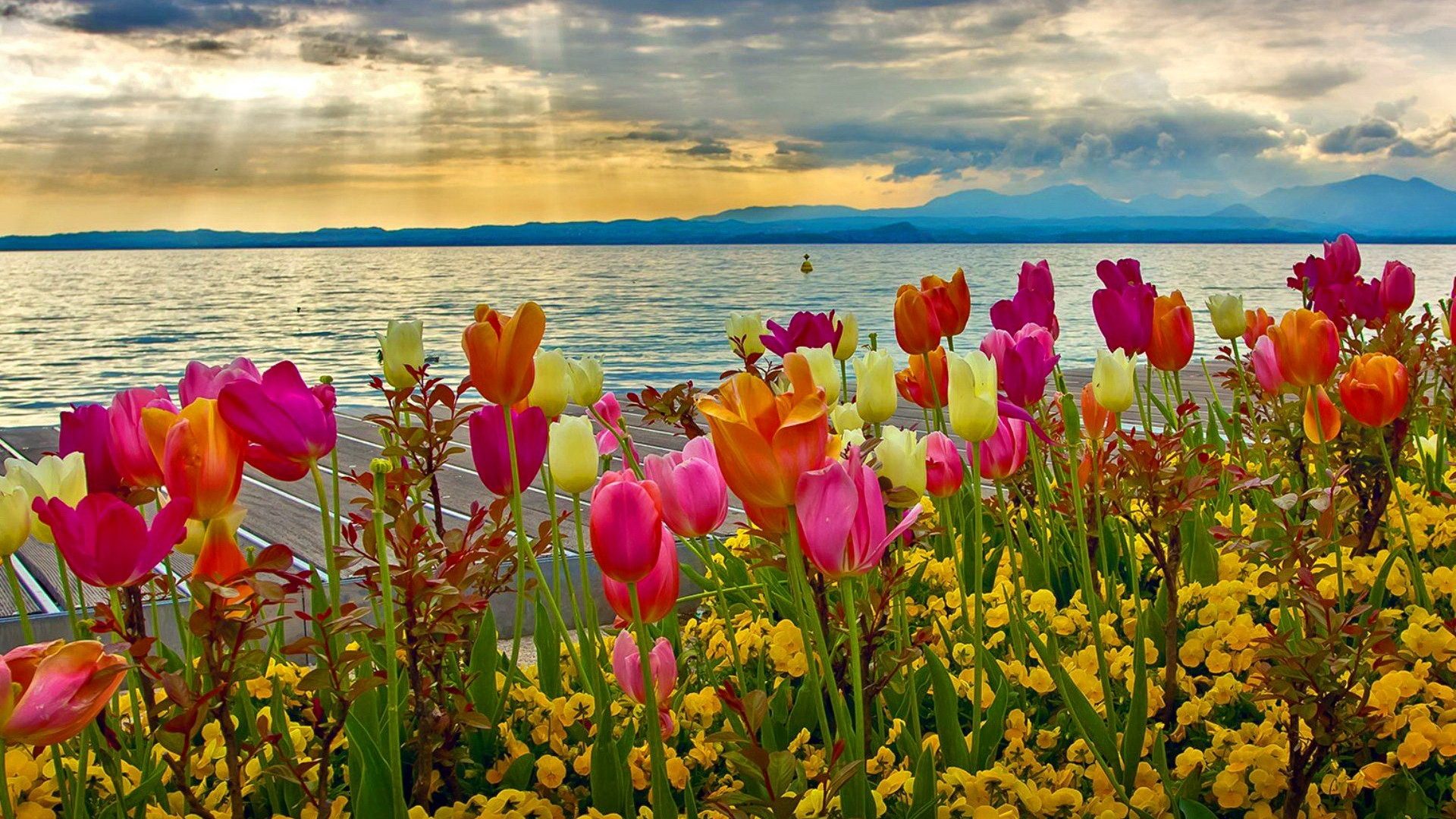 General 1920x1080 flowers plants water colorful