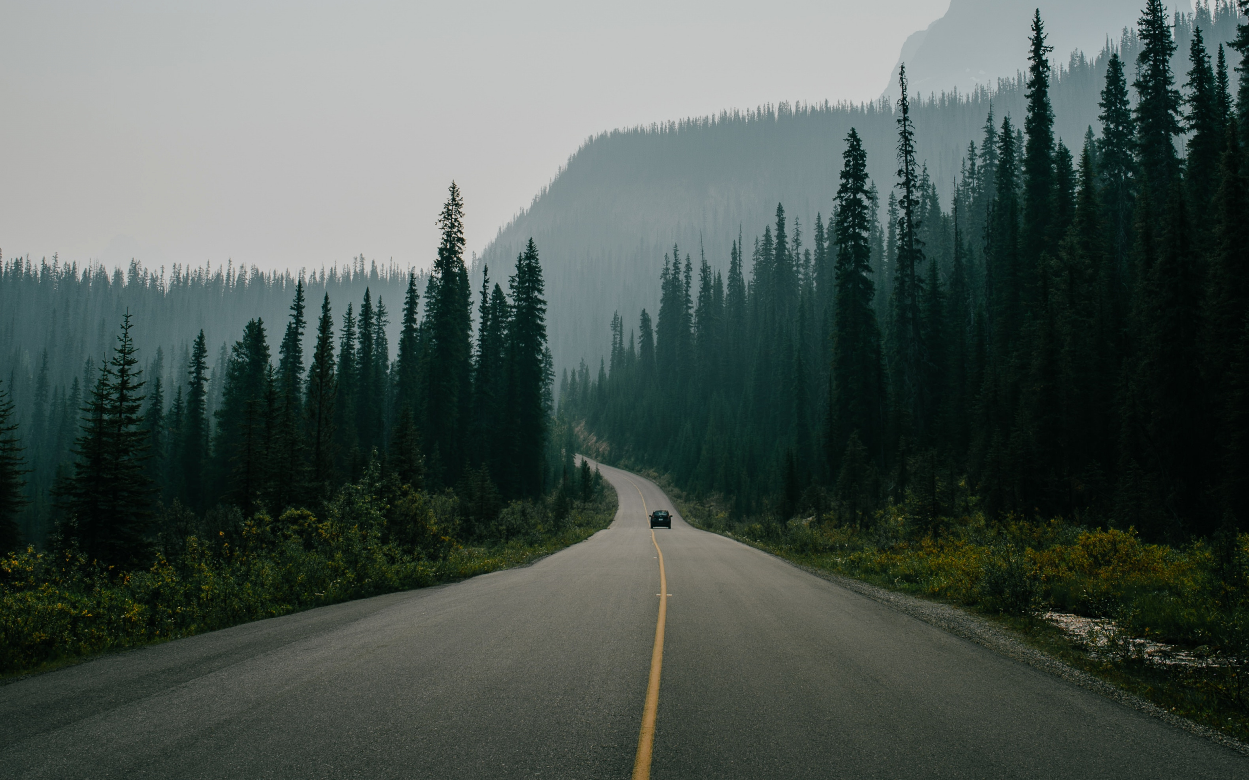 General 2560x1600 nature landscape road trees car pine trees forest morning mist plants