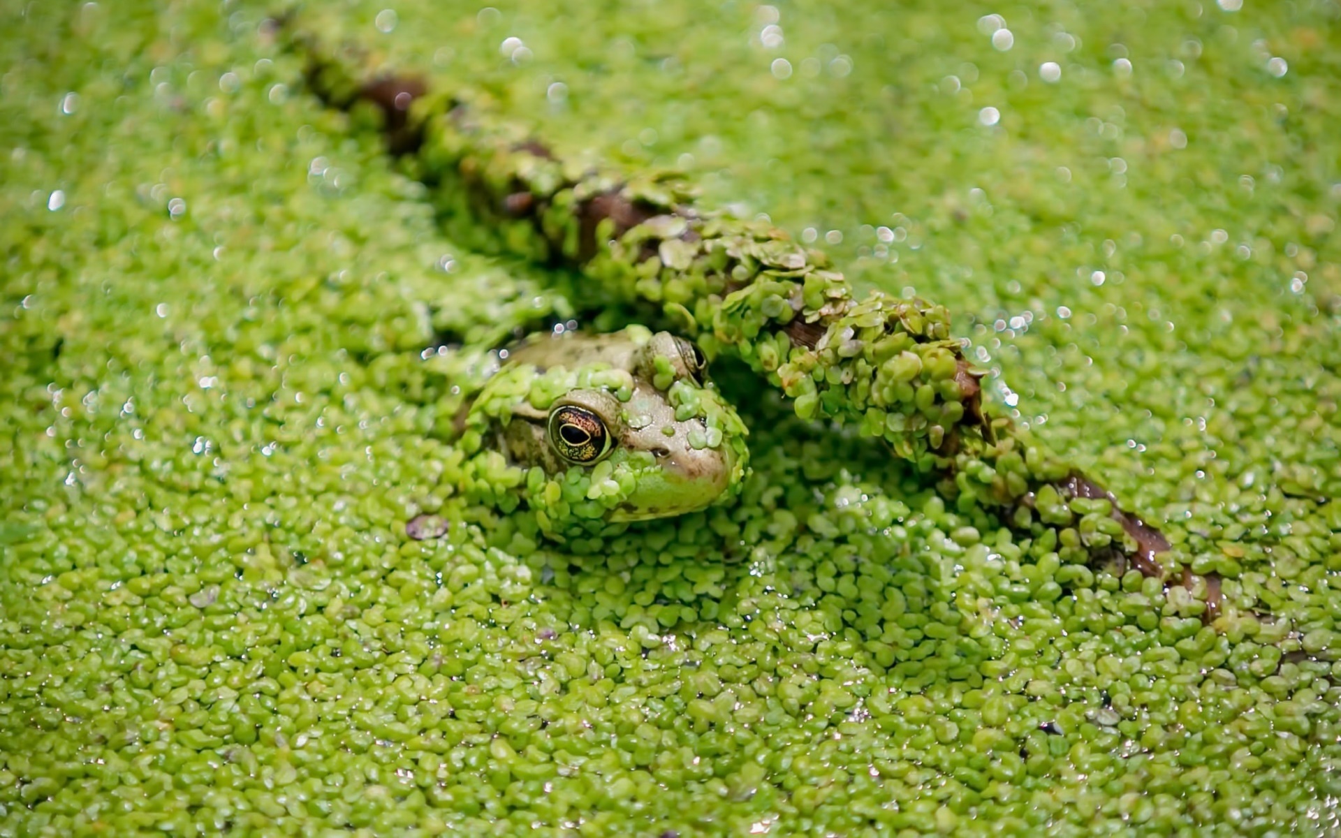 General 1920x1200 nature green frog amphibian closeup