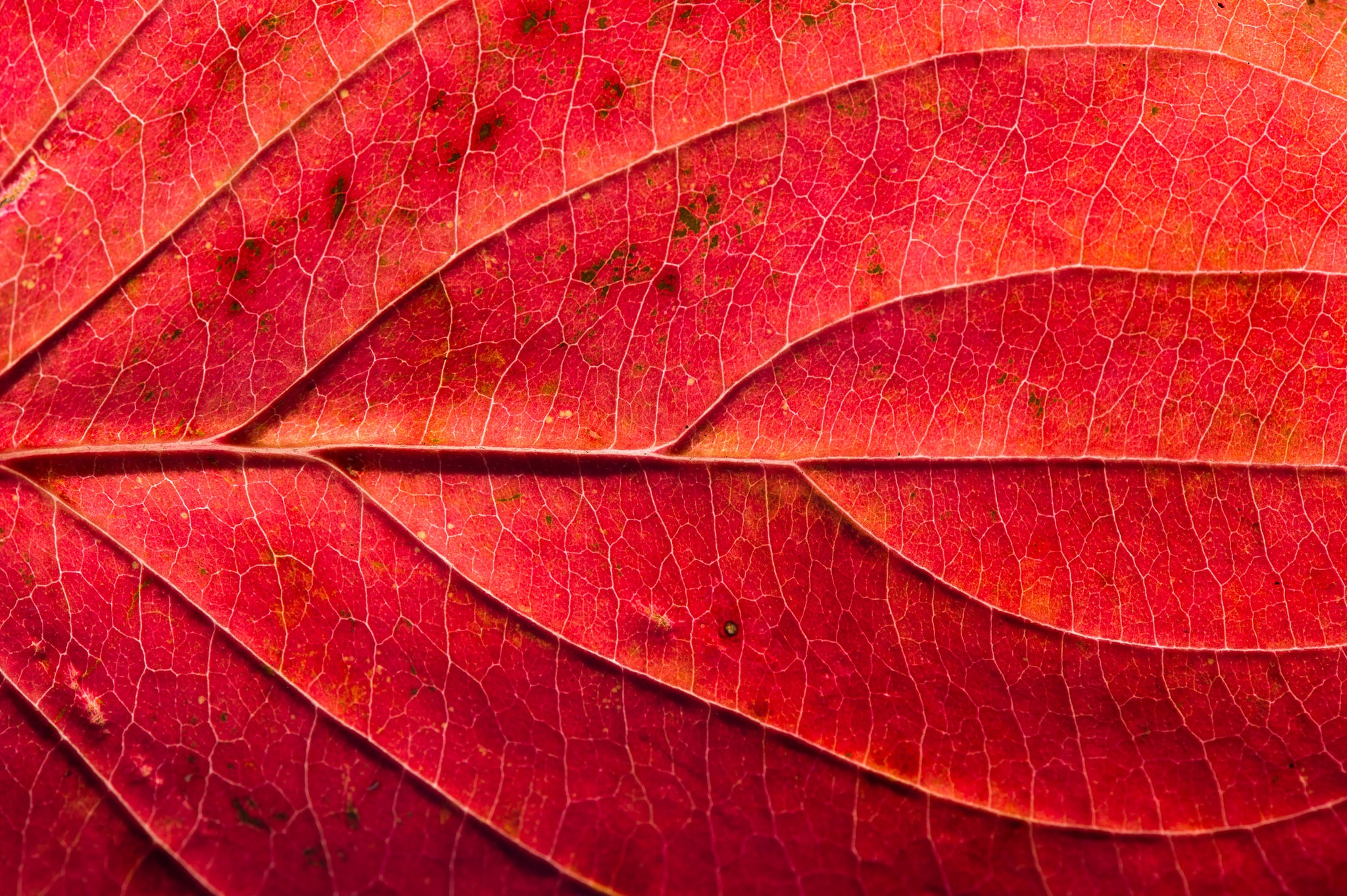 General 2048x1363 red macro leaves red leaves
