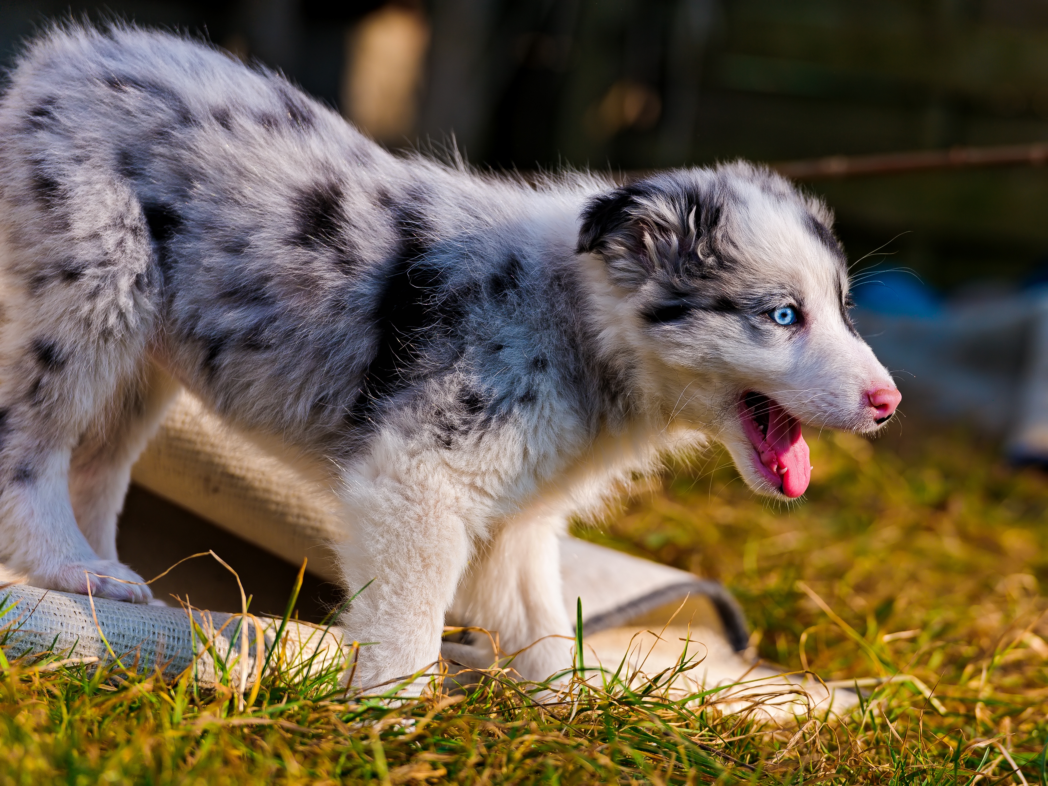 General 3473x2605 Australian Shepherd dog puppies blue eyes closeup outdoors