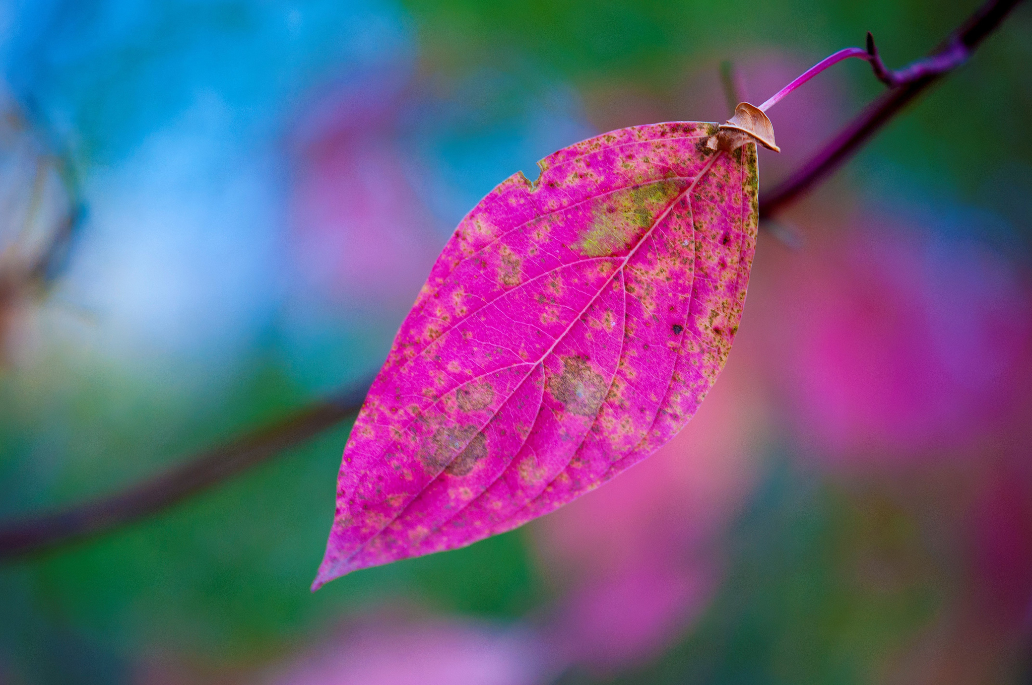 General 2048x1360 colorful leaves plants pink