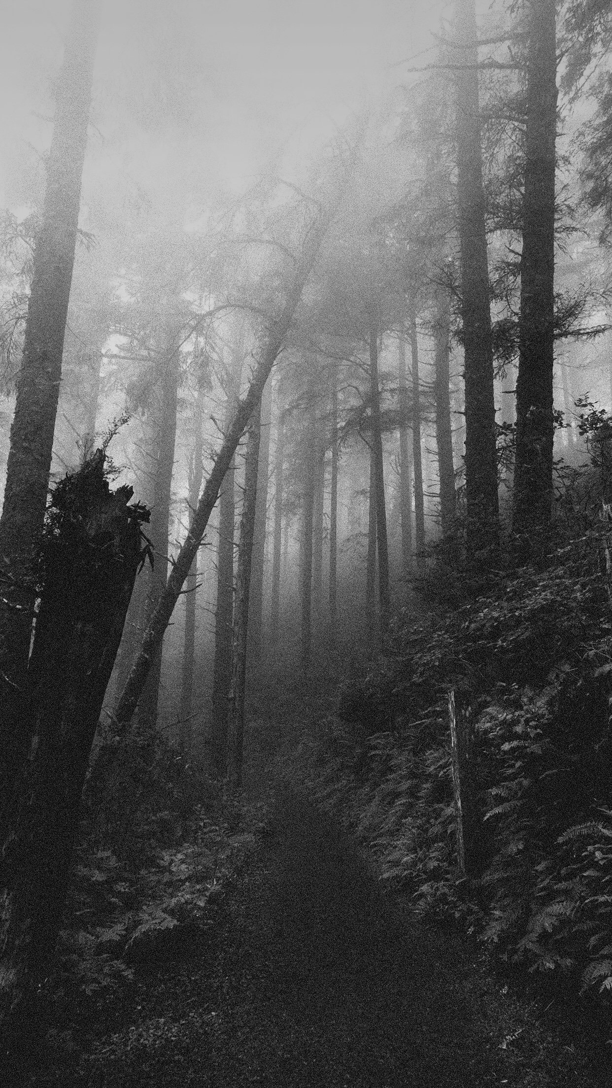 General 1242x2208 landscape monochrome path tree trunk mist