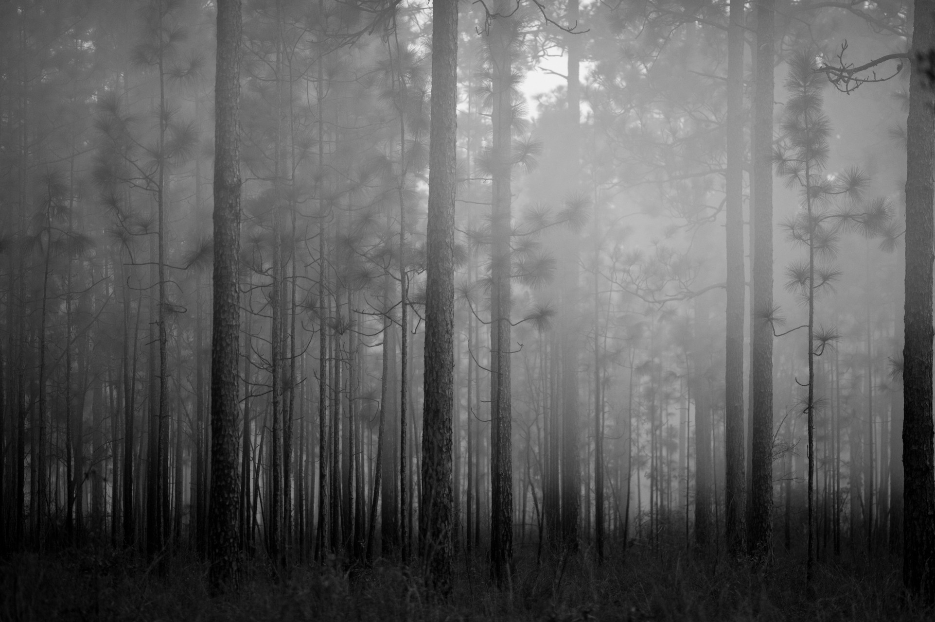 General 1923x1280 forest mist trees grass monochrome nature