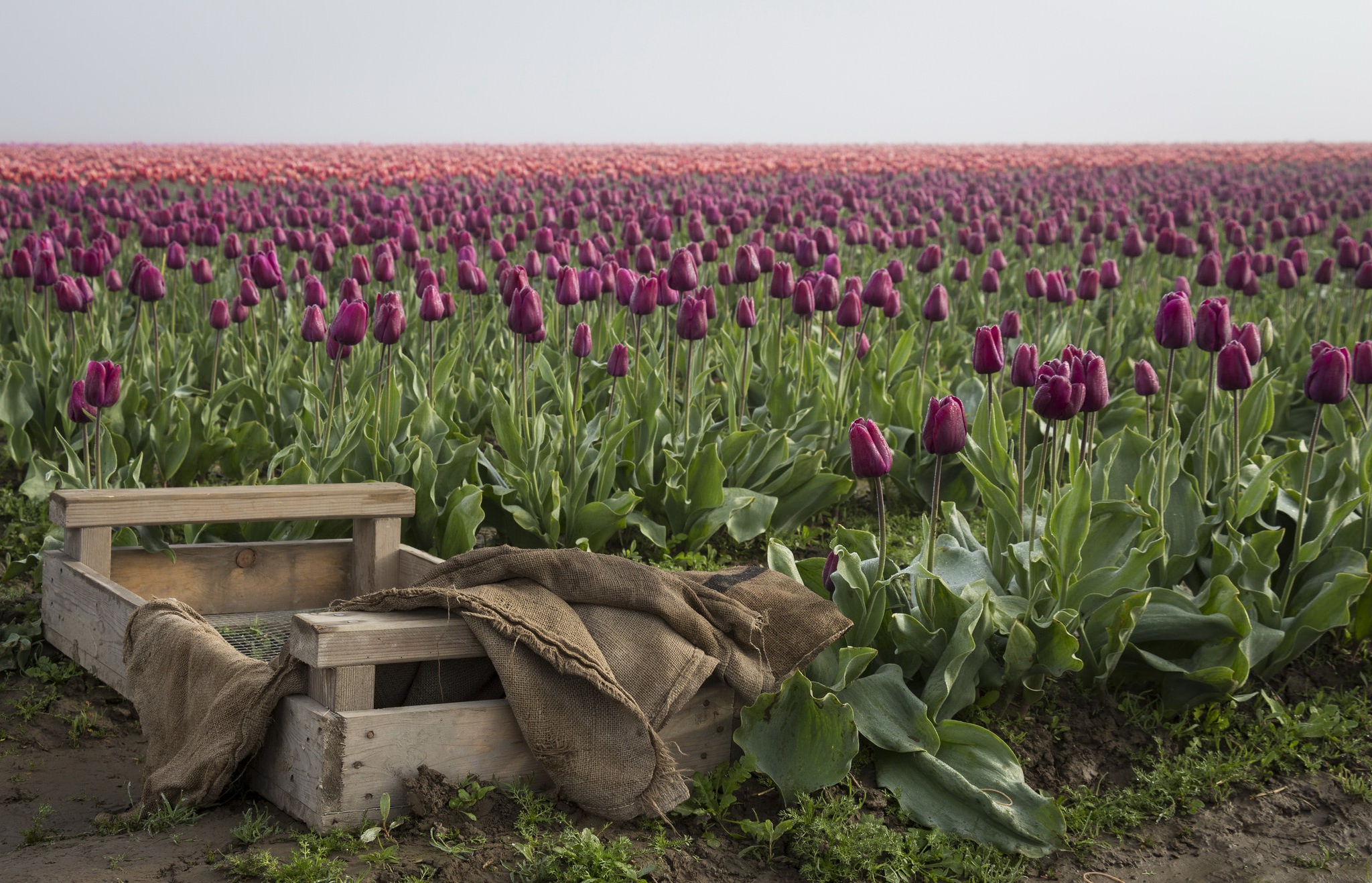 General 2048x1318 flowers field landscape tulips