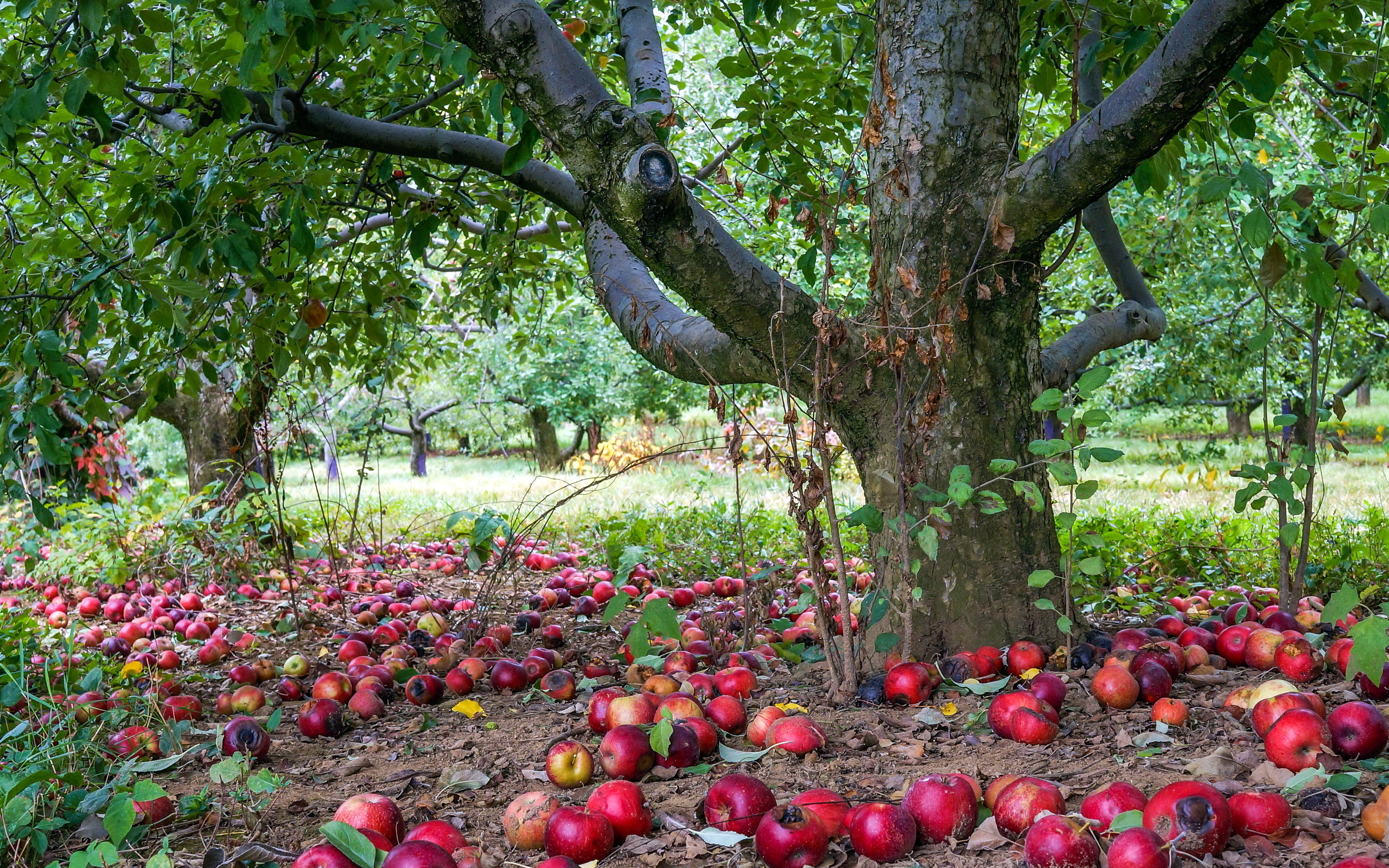 Осенний сад яблоки. Яблоневый сад Мичурина. Яблоневый сад в Ботаническом саду. Агроценоз яблоневого сада. Яйлю яблоневые сады.