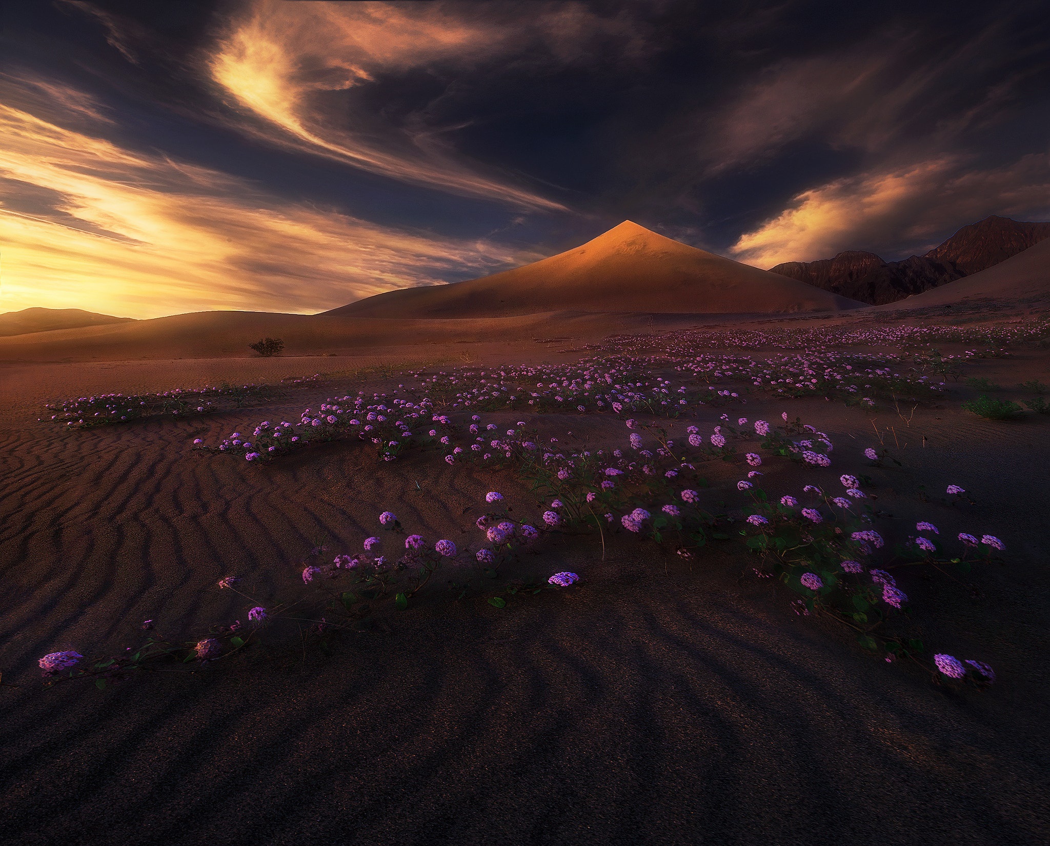 General 2048x1650 landscape desert flowers