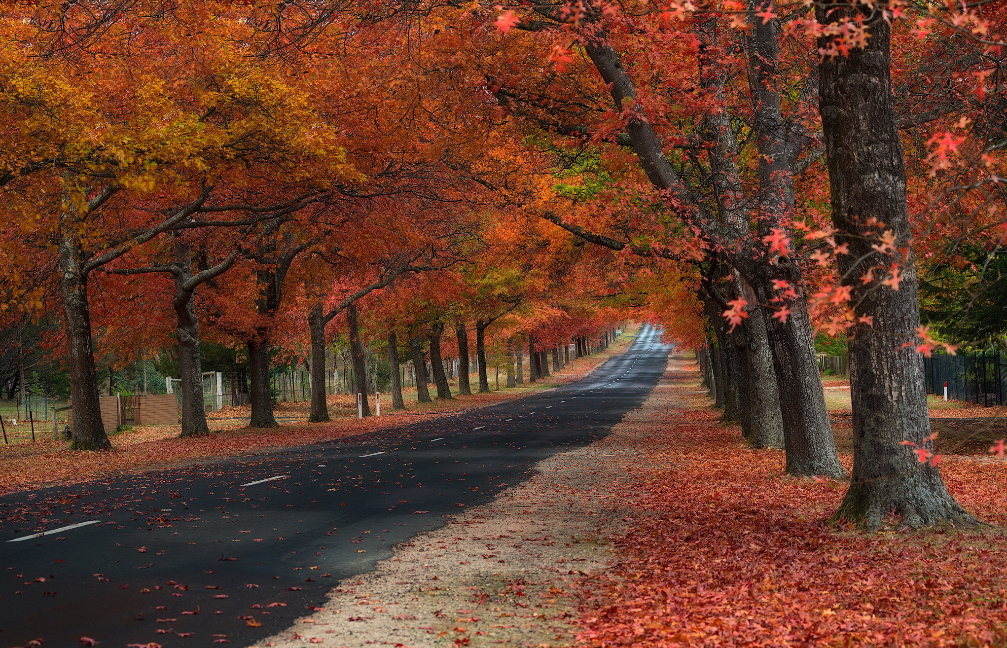 General 2042x1314 fall road leaves trees