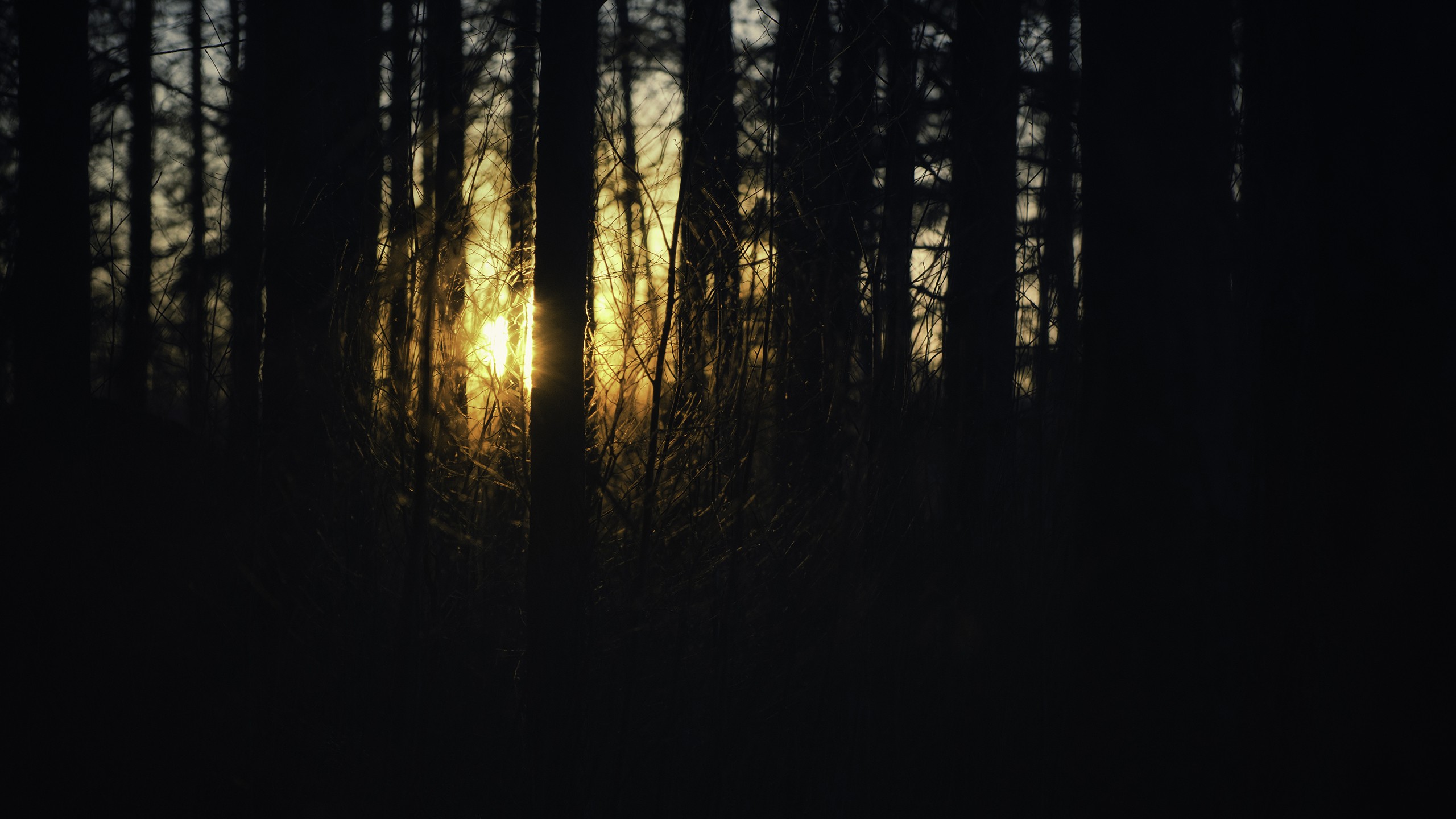 General 2560x1440 forest sunrise silhouette trees low light